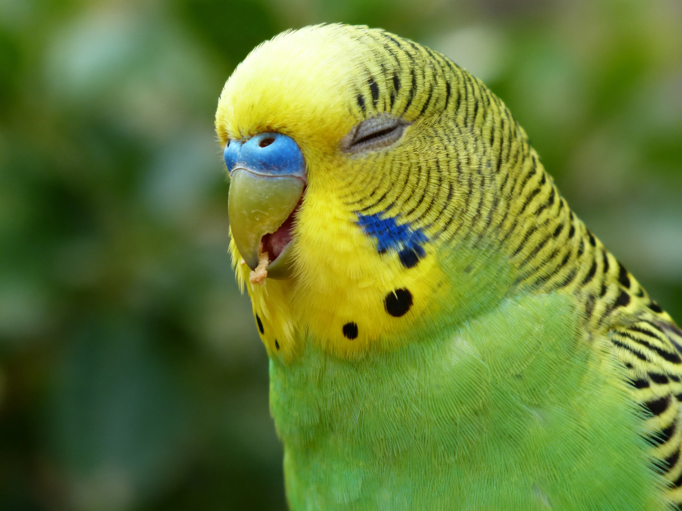A brightly colored budgie with closed eyes feeds amid greenery.