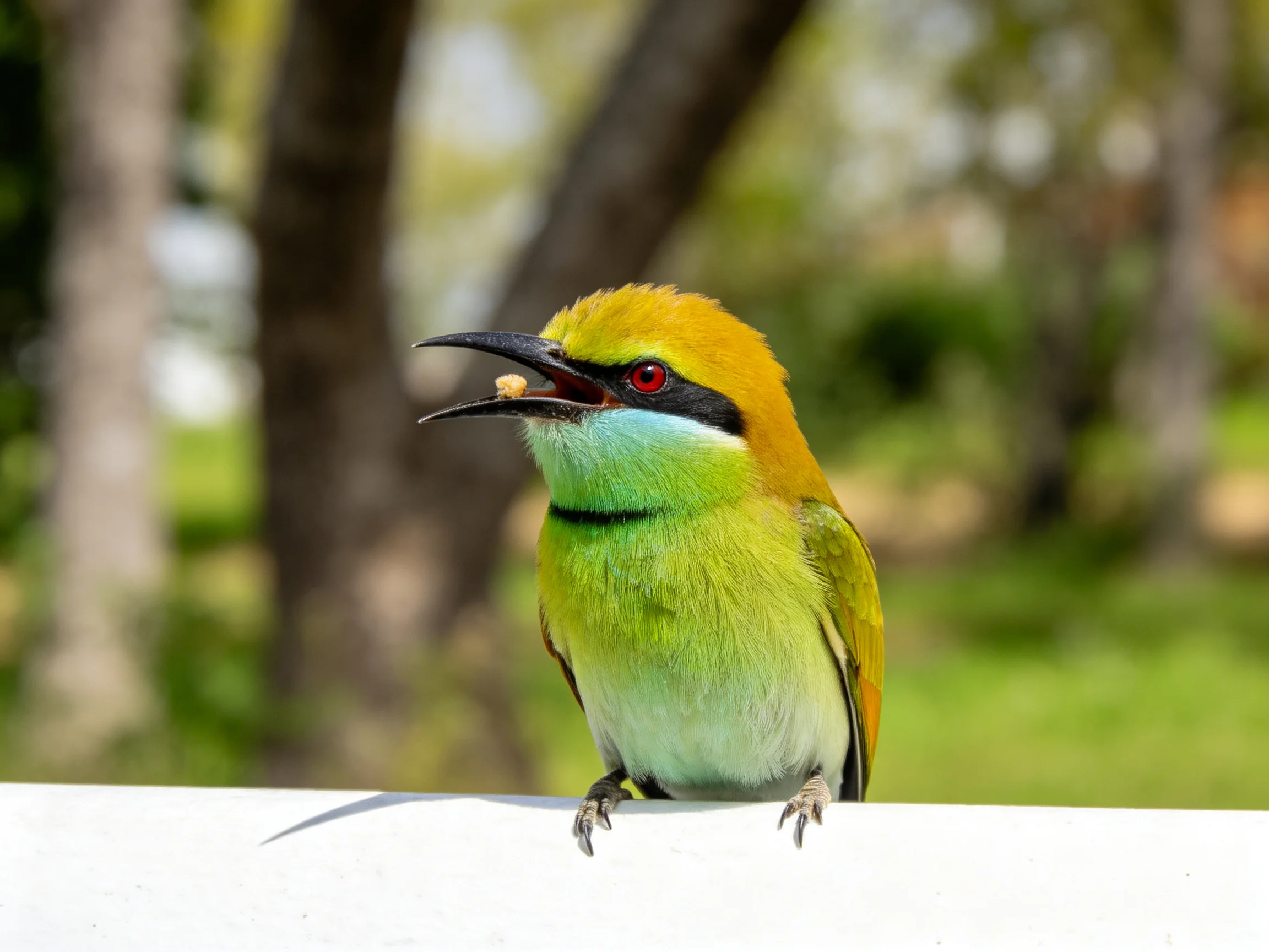 A vibrantly colored bee-eater bird with yellow, green, and black plumage perched on a white ledge
