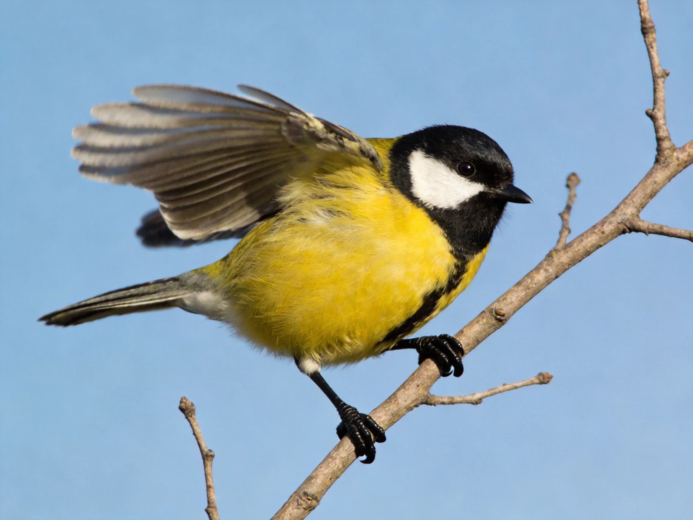 A vibrantly colored bird landing on a thin tree branch