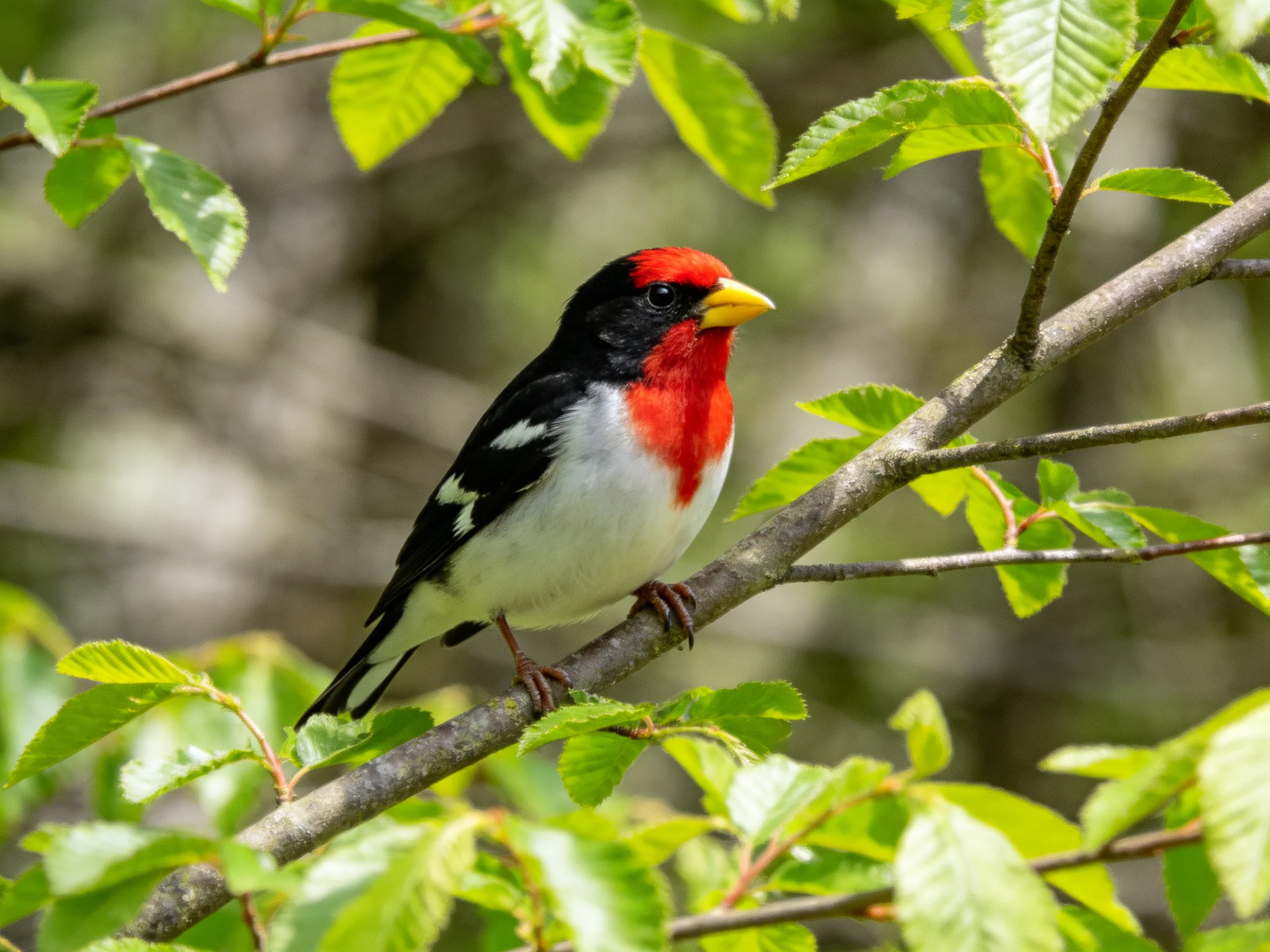 A vibrantly colored bird perched on a leafy branch