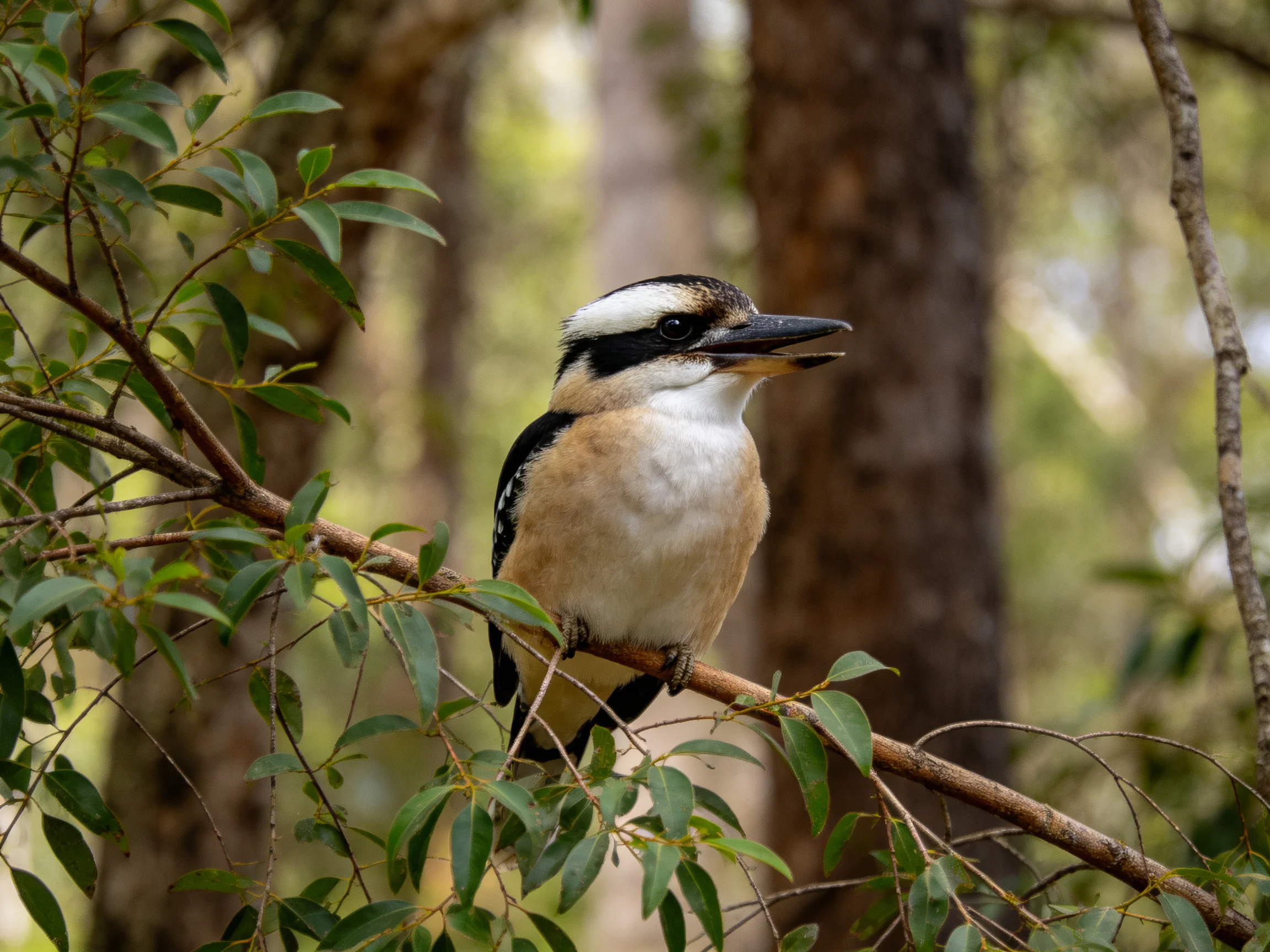 A vibrantly colored bird perched on a leafy tree branch