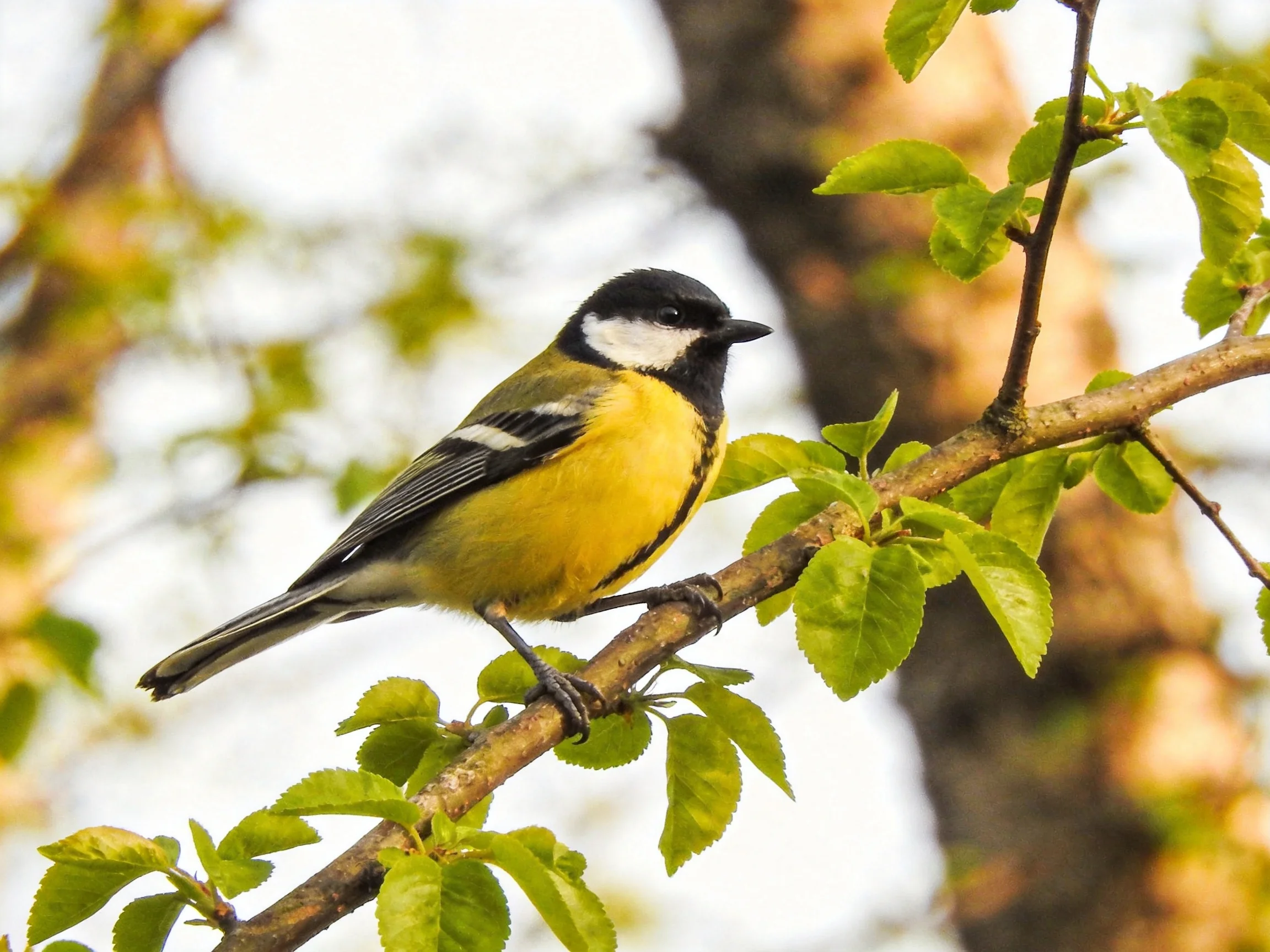 A vibrantly colored bird perched on a leafy tree branch