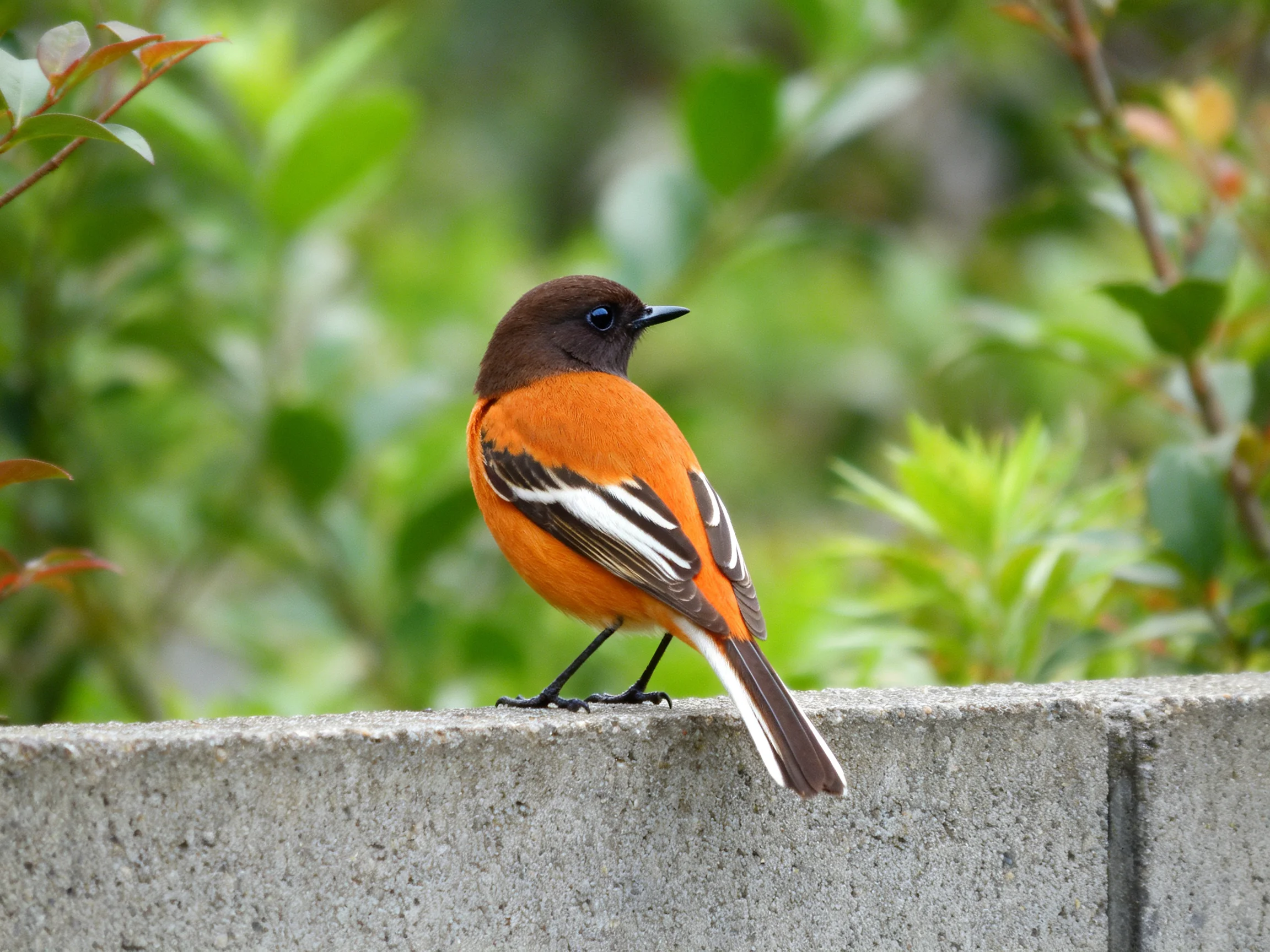 A vibrantly colored bird perches on a gray concrete wall