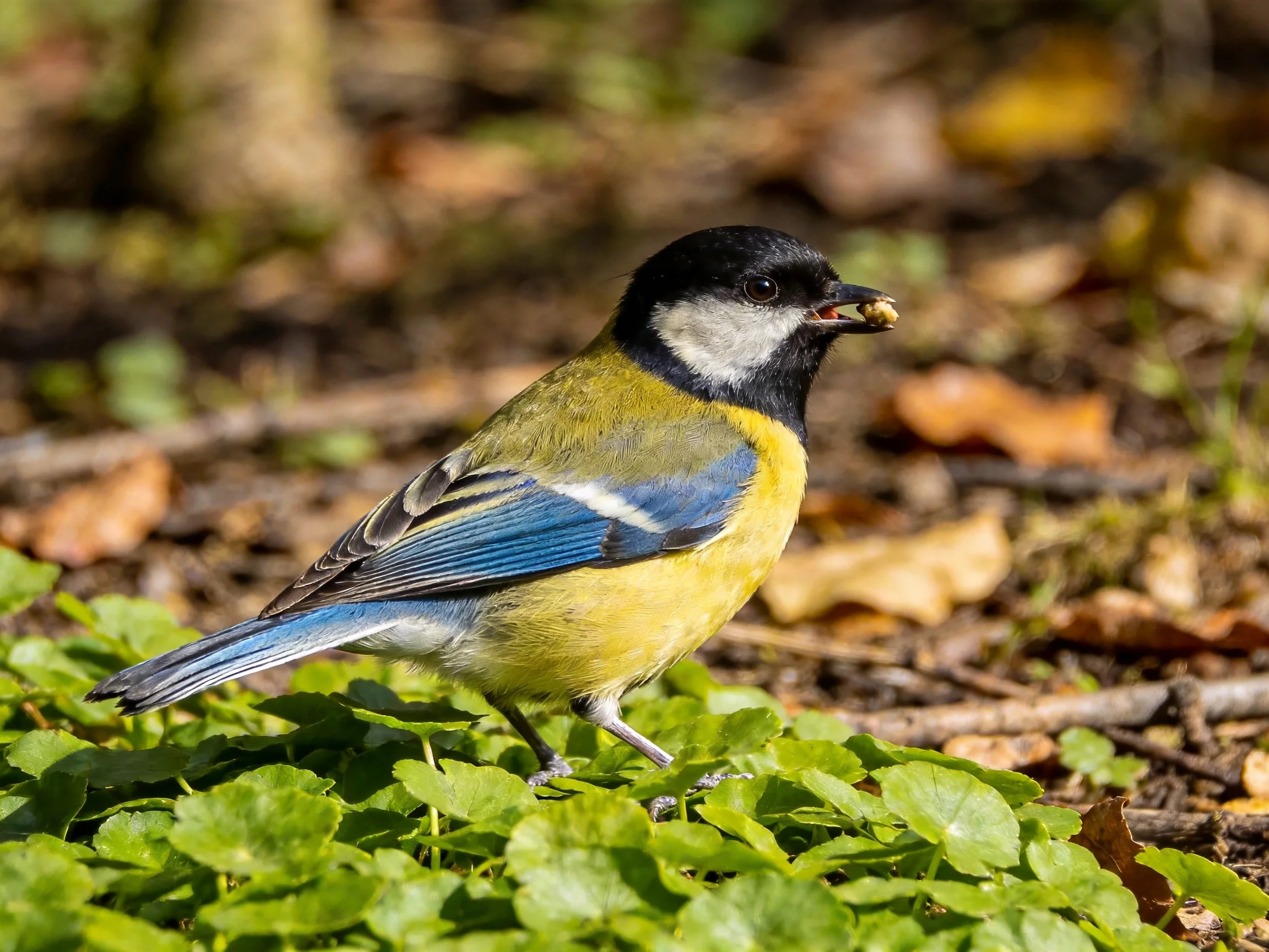 A vibrantly colored bird with black, yellow, and blue feathers perches on green foliage near fallen l