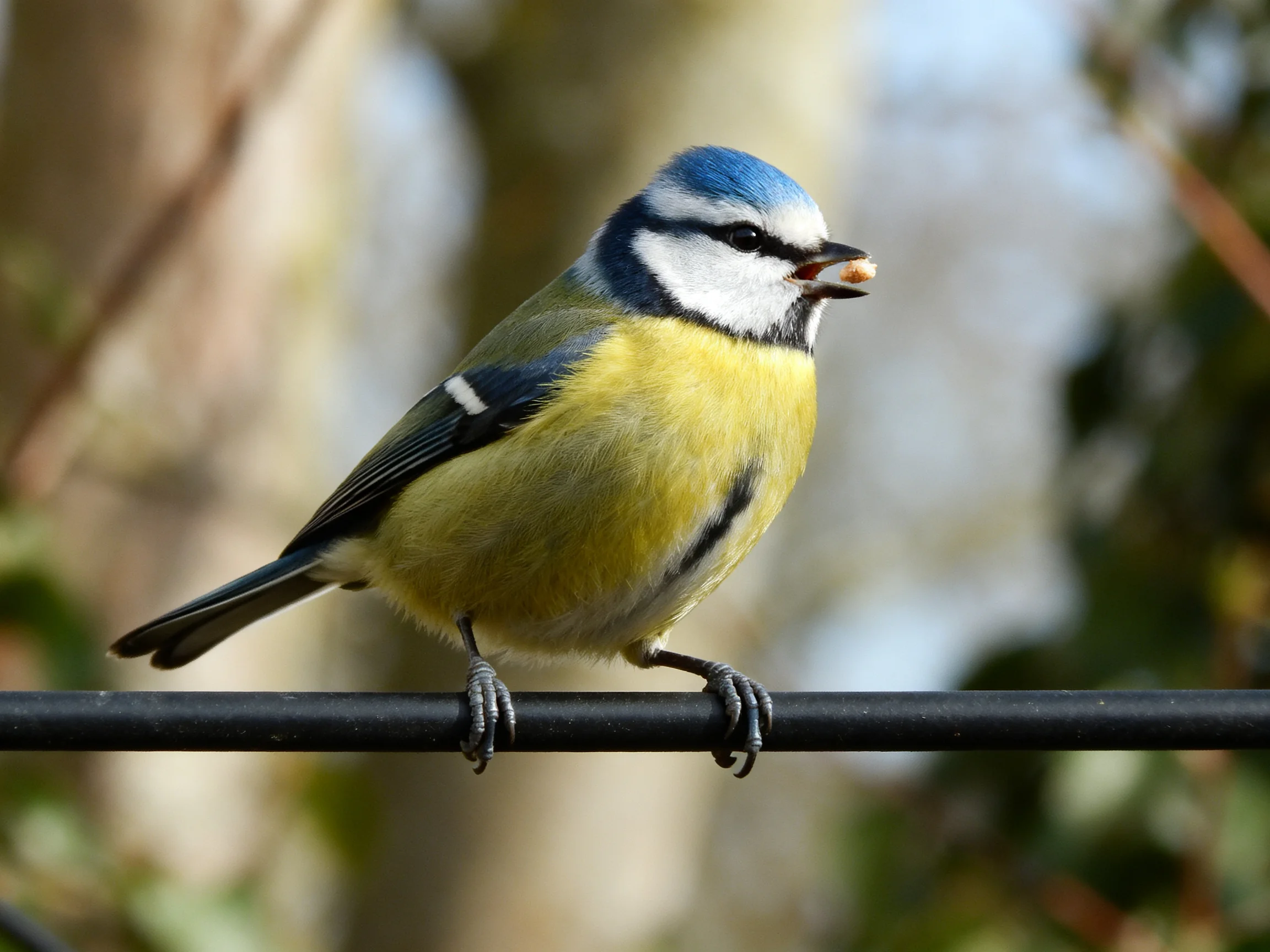 A vibrantly colored blue-headed bird perched on a black wire