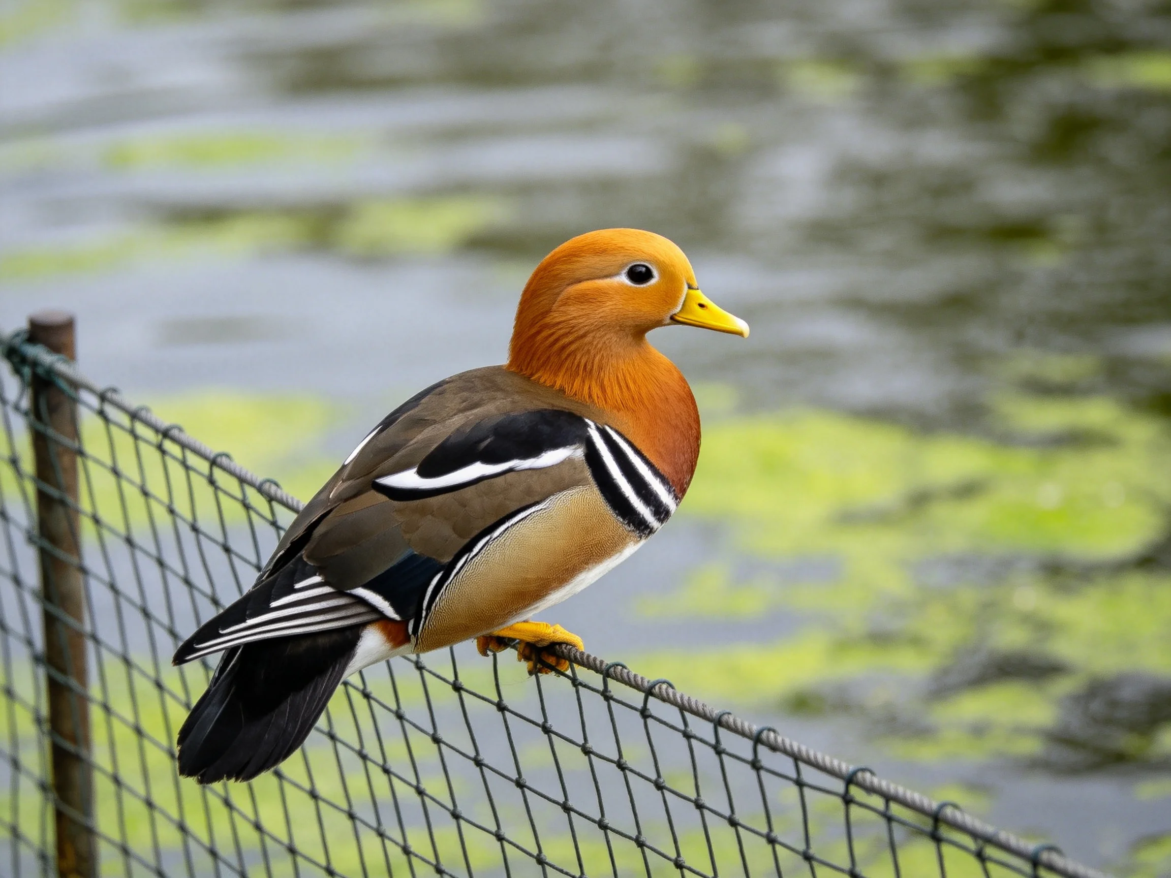 A vibrantly colored duck perched on a wire fence near water