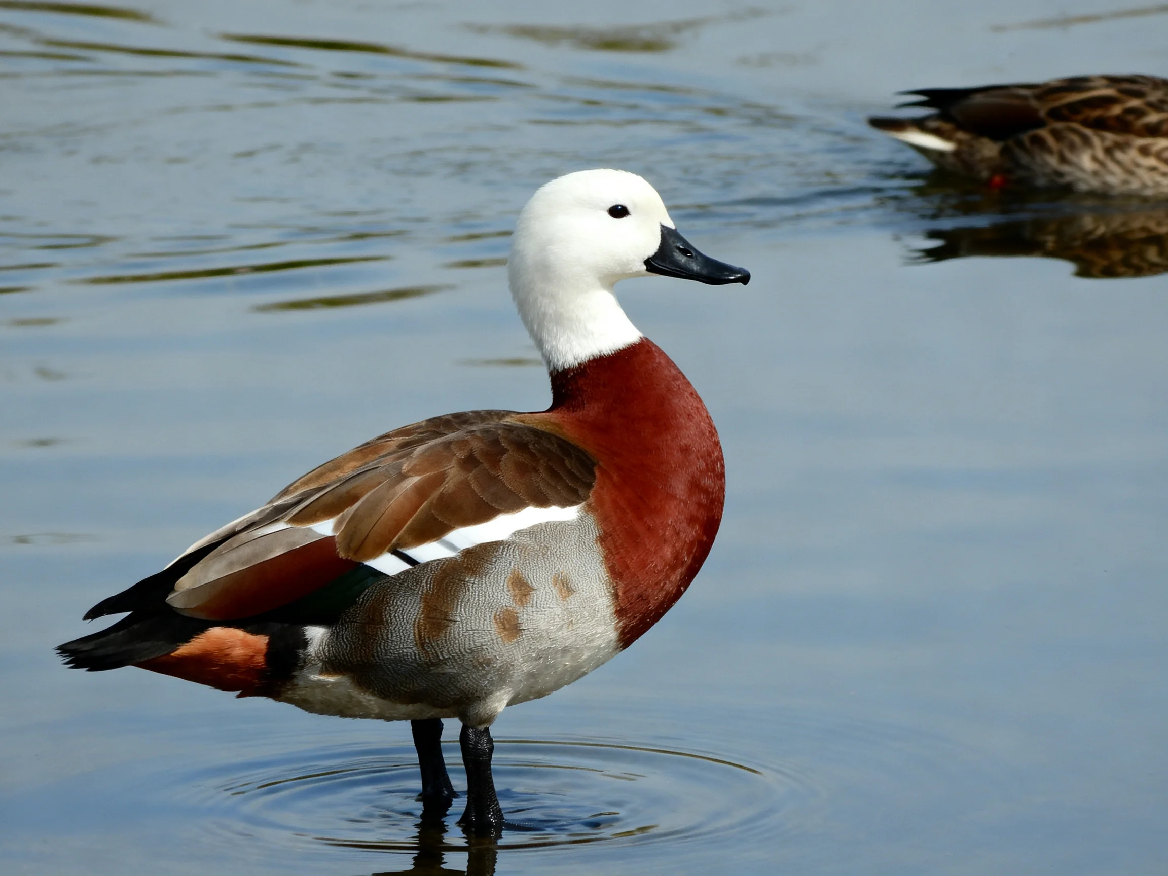 A vibrantly colored duck stands in calm water beside another duck