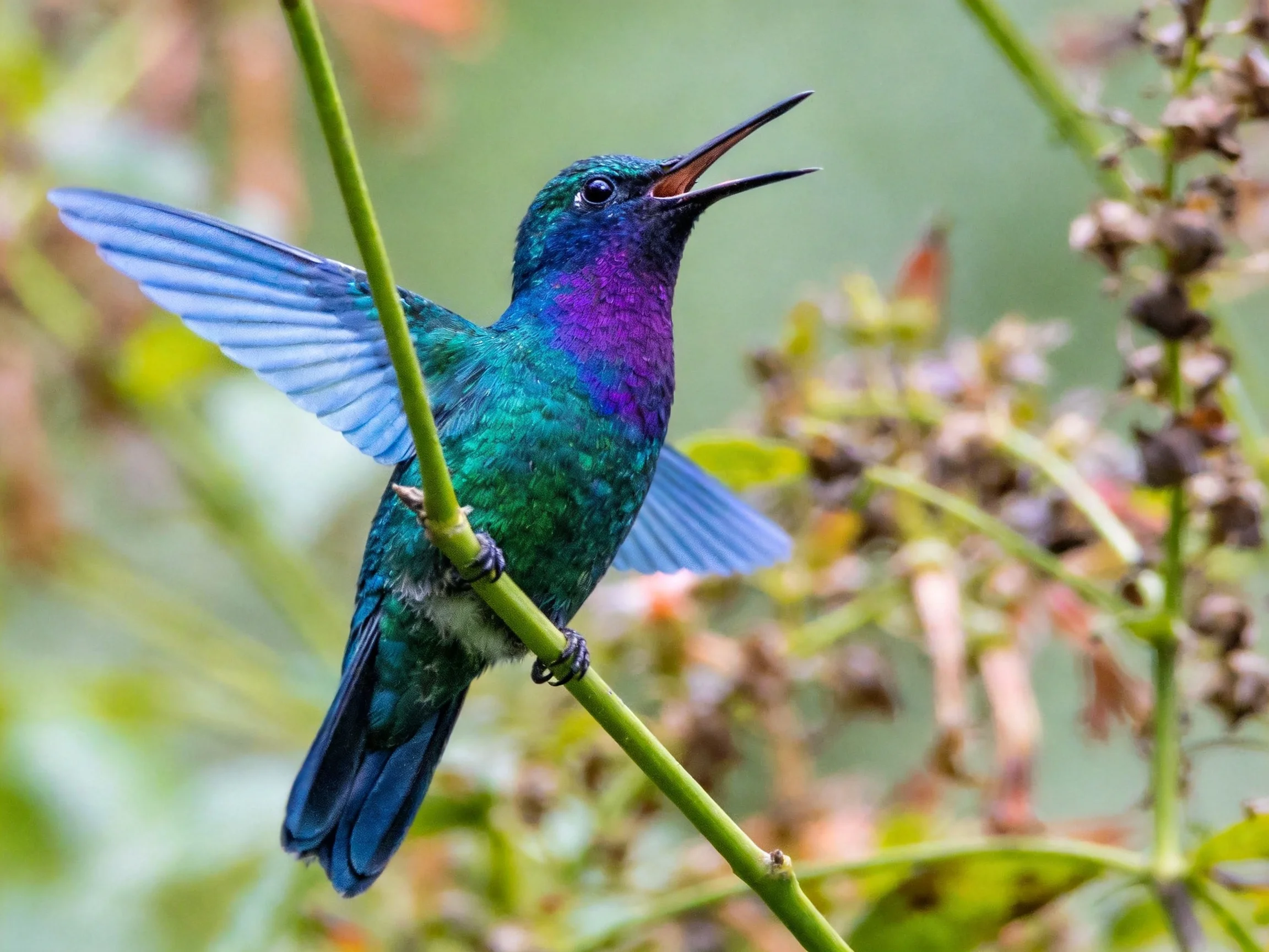 A vibrantly colored hummingbird perched on a thin branch