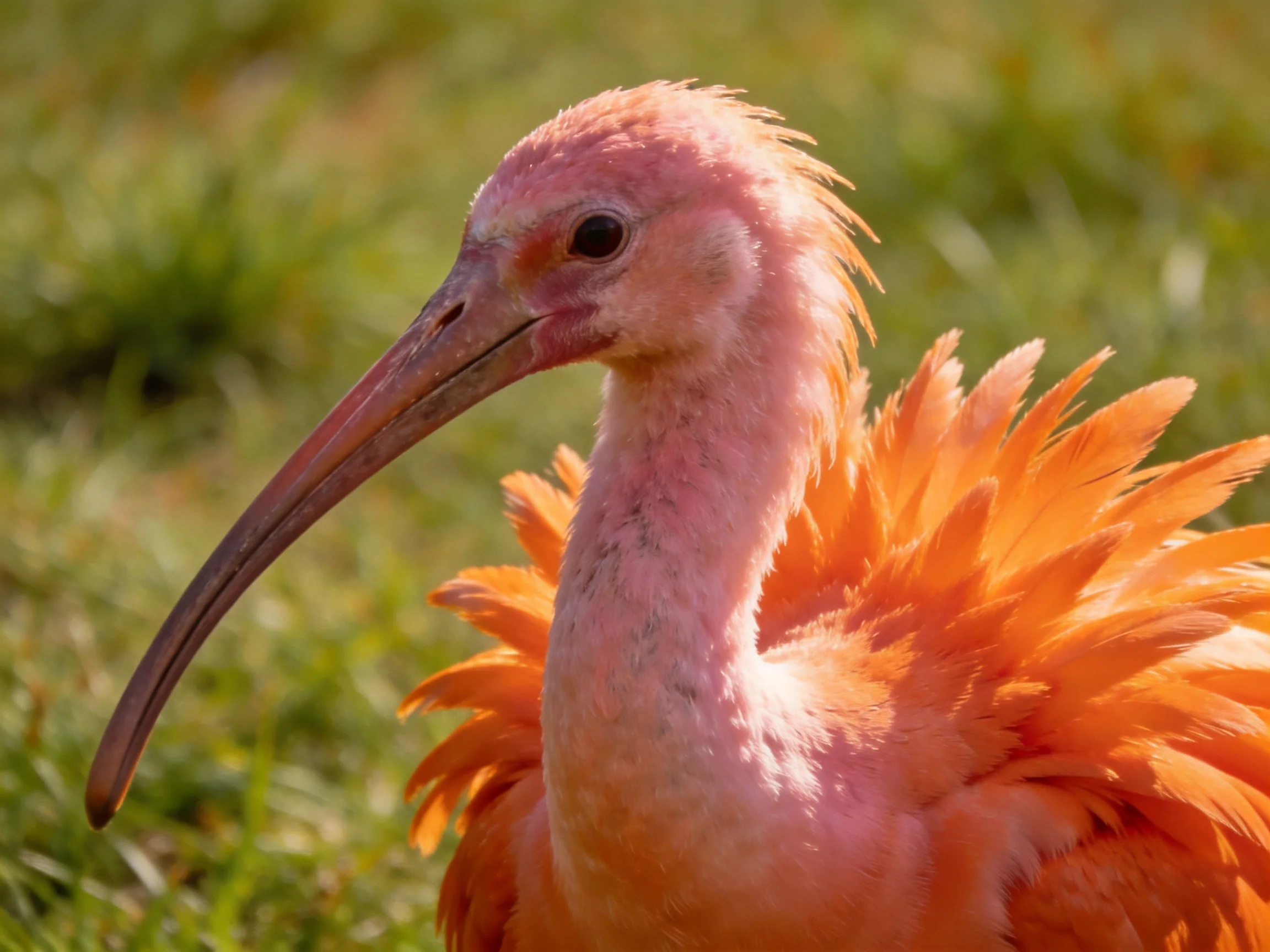 A vibrantly colored ibis with long curved beak on green grass