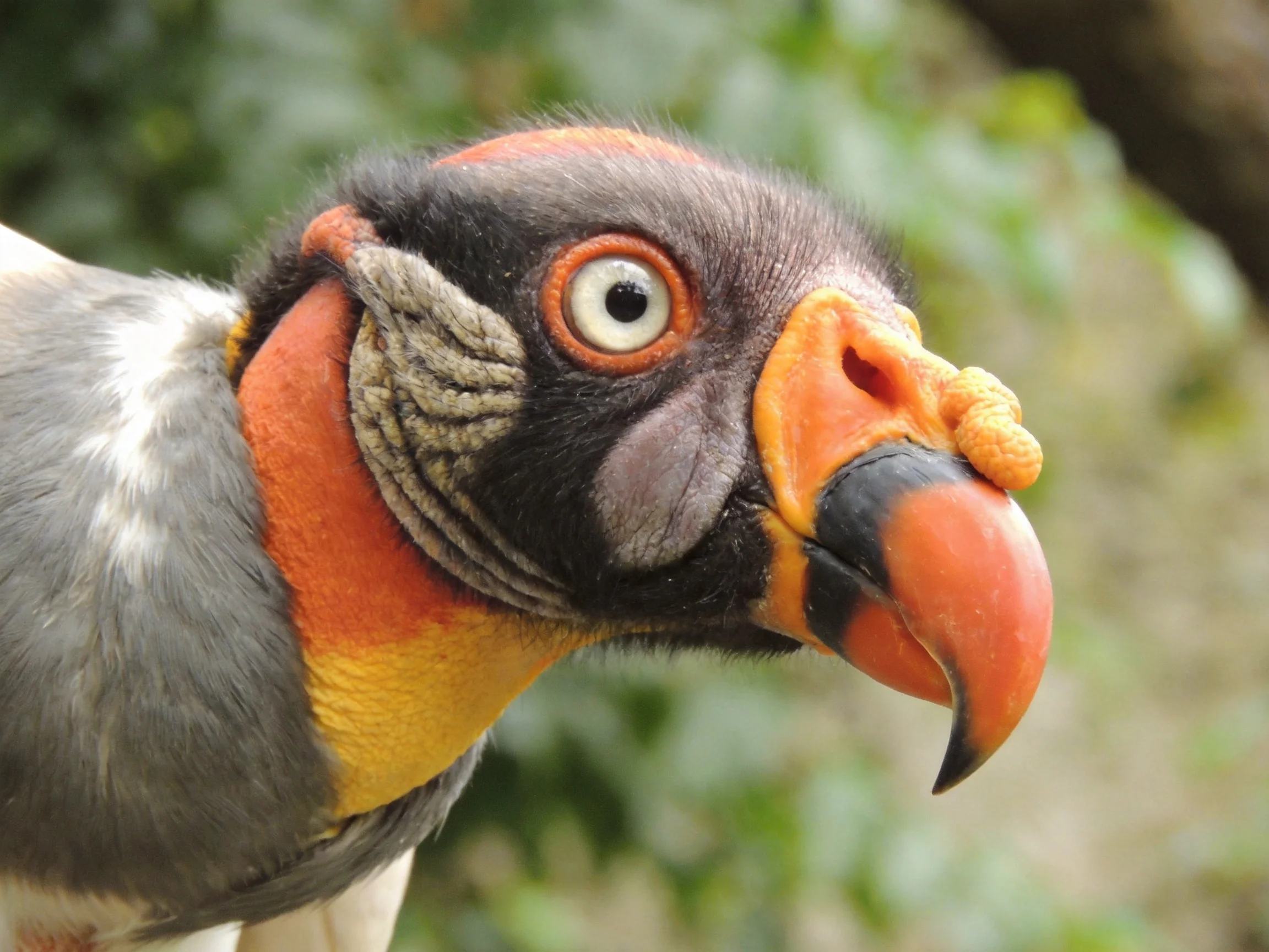 A vibrantly colored king vulture with an orange beak and multicolored plumage