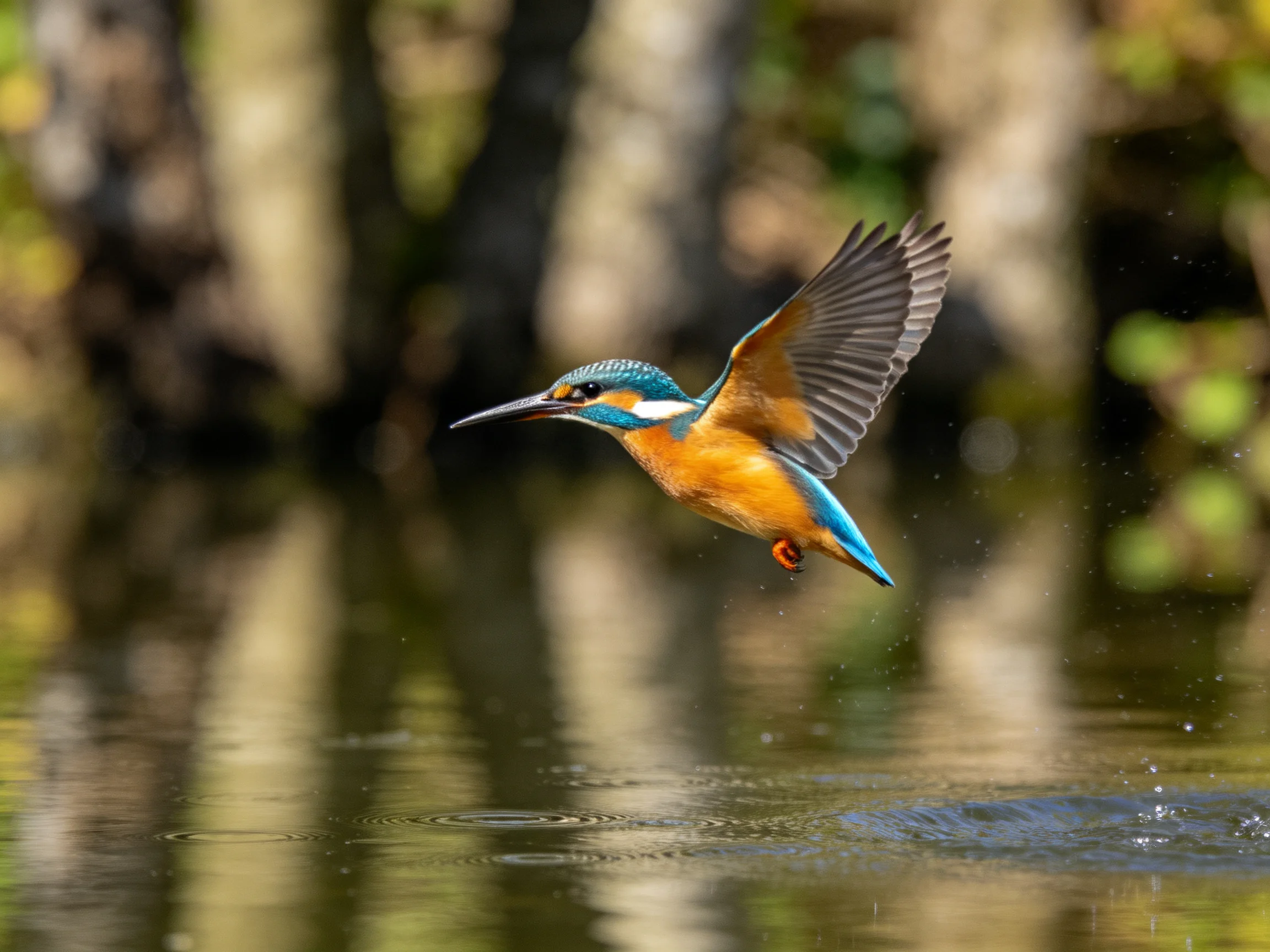 A vibrantly colored kingfisher flies over calm water
