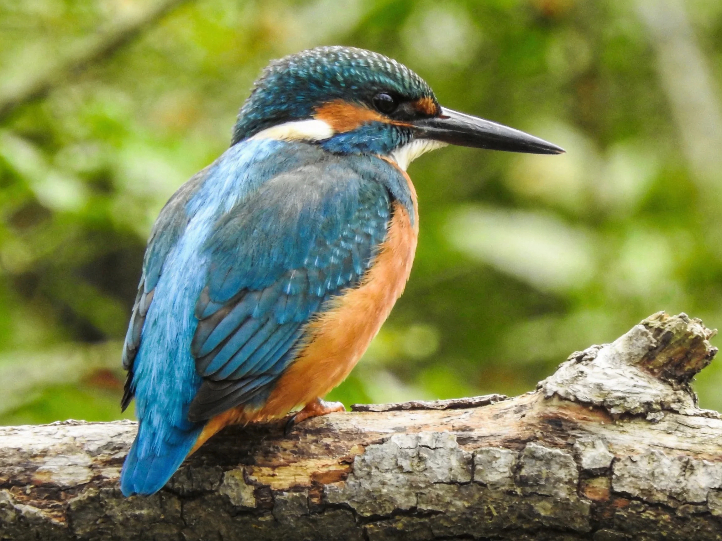 A vibrantly colored kingfisher perches on a gnarled wooden branch