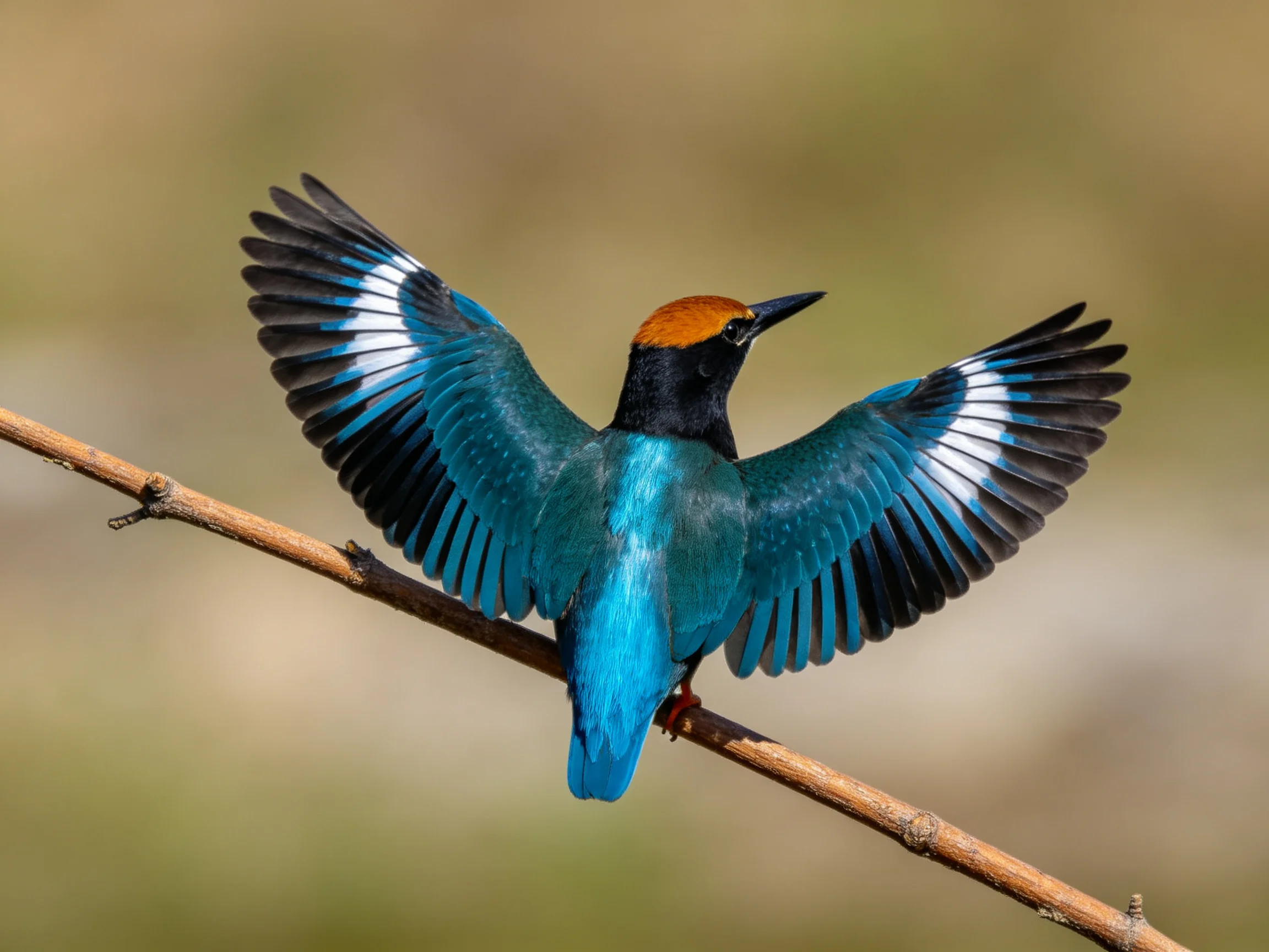 A vibrantly colored kingfisher spreads wings on a thin branch