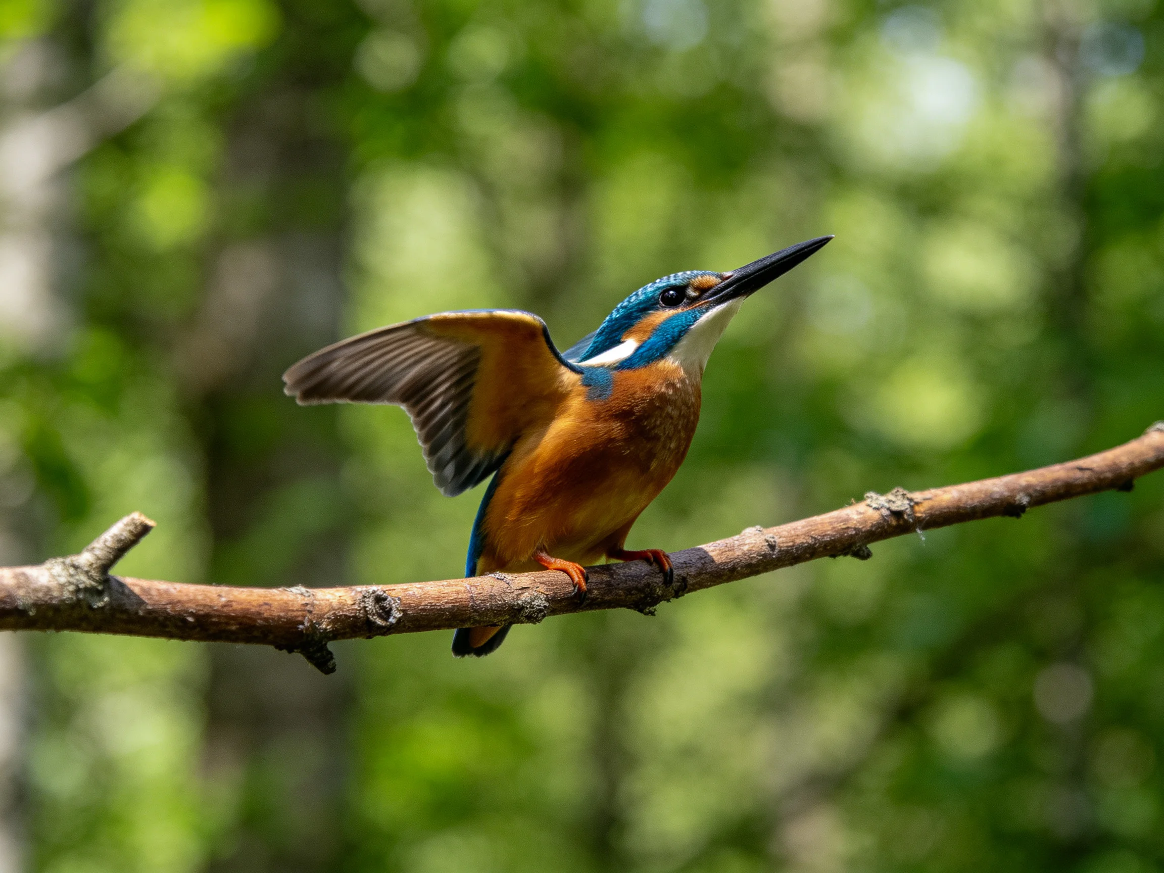 A vibrantly colored kingfisher with blue and orange feathers perches on a branch