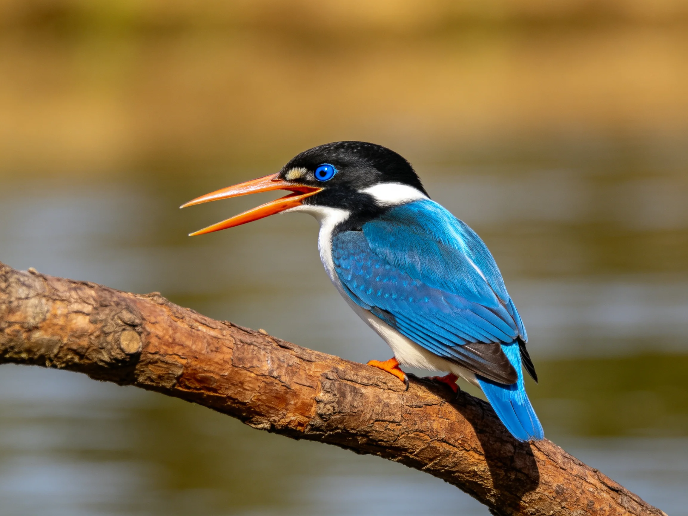 A vibrantly colored kingfisher with blue wings perches on a brown branch