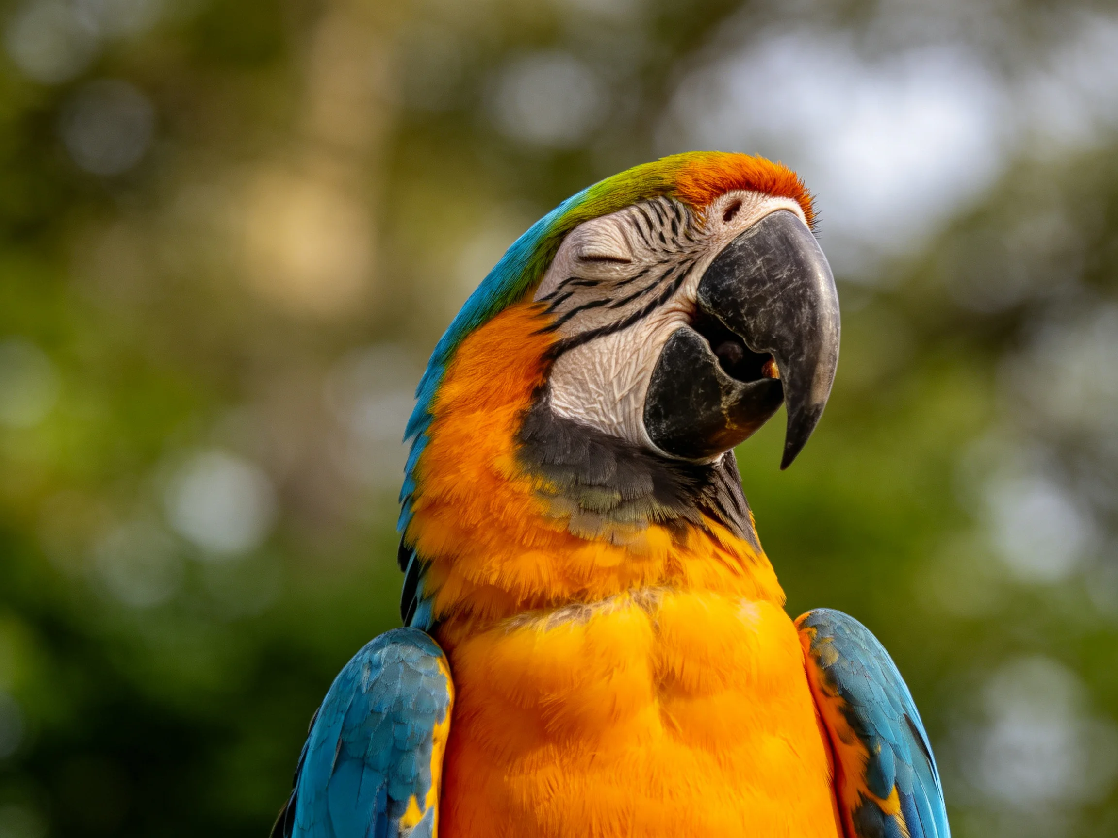 A vibrantly colored macaw with blue, orange, and green plumage