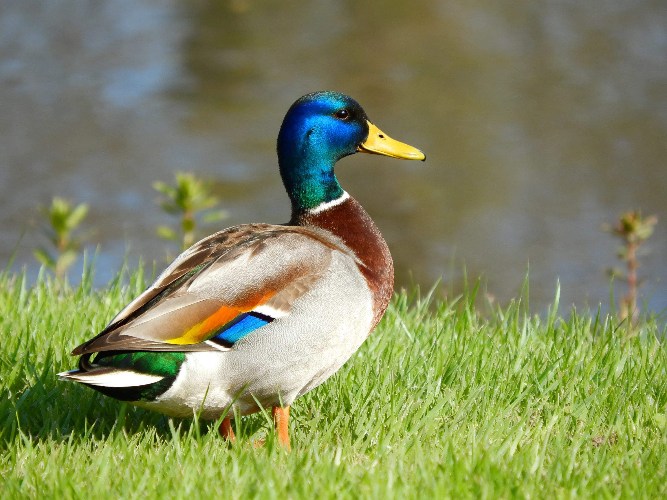 A vibrantly colored mallard duck on lush green grass near water