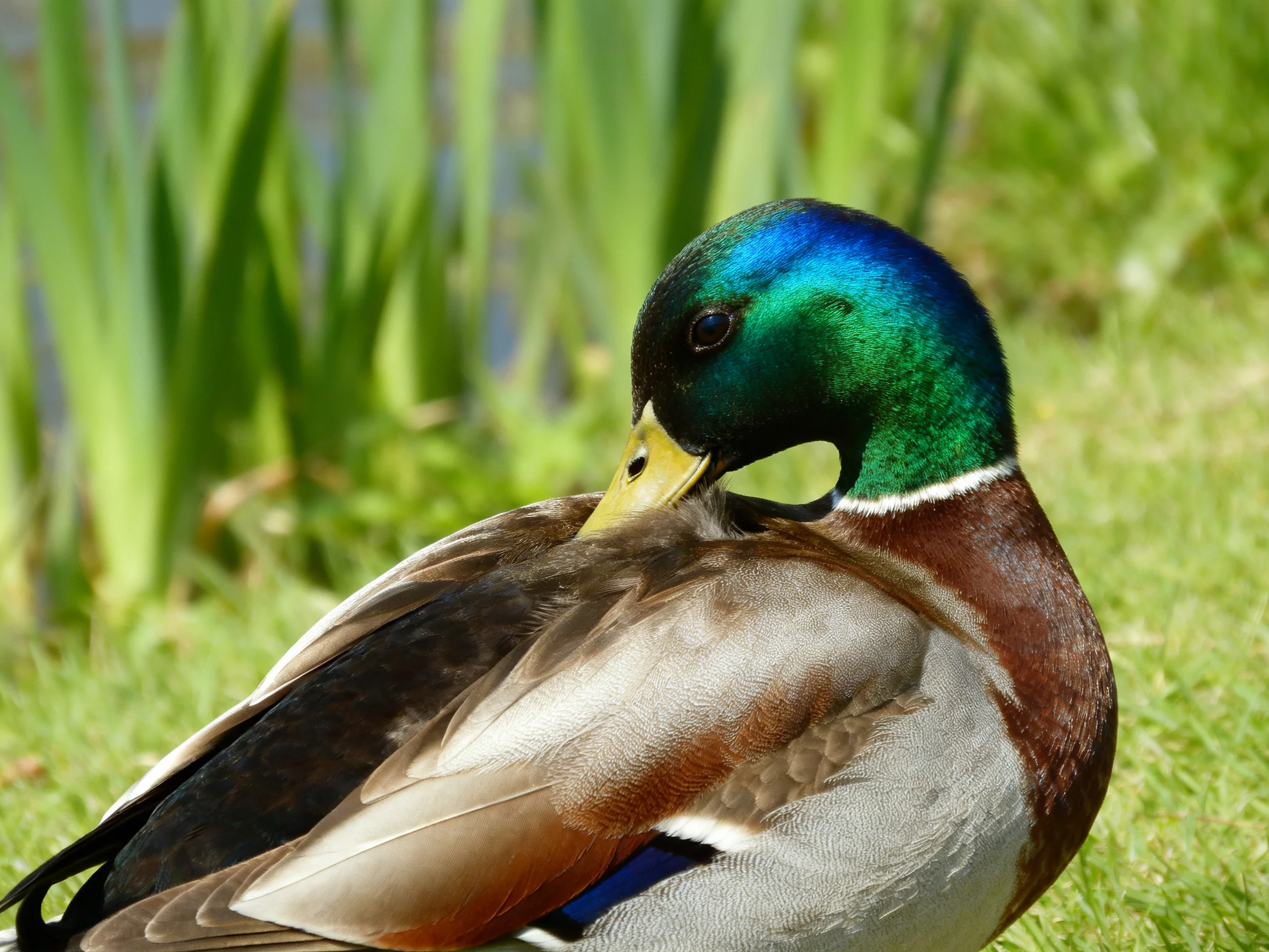 A vibrantly colored mallard duck preening near tall green reeds