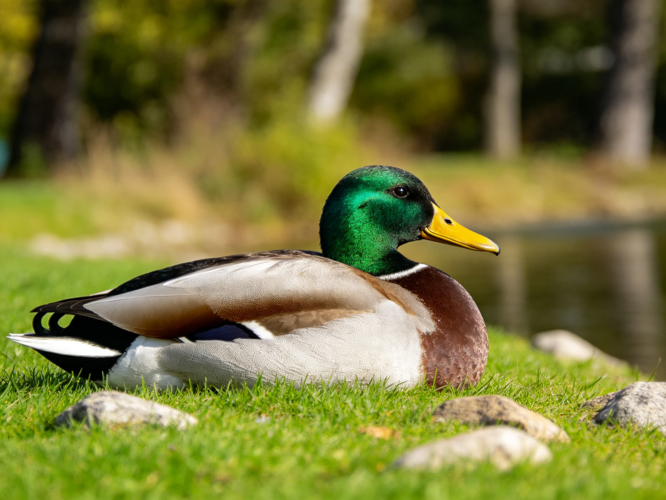 A vibrantly colored mallard duck resting on grass near water