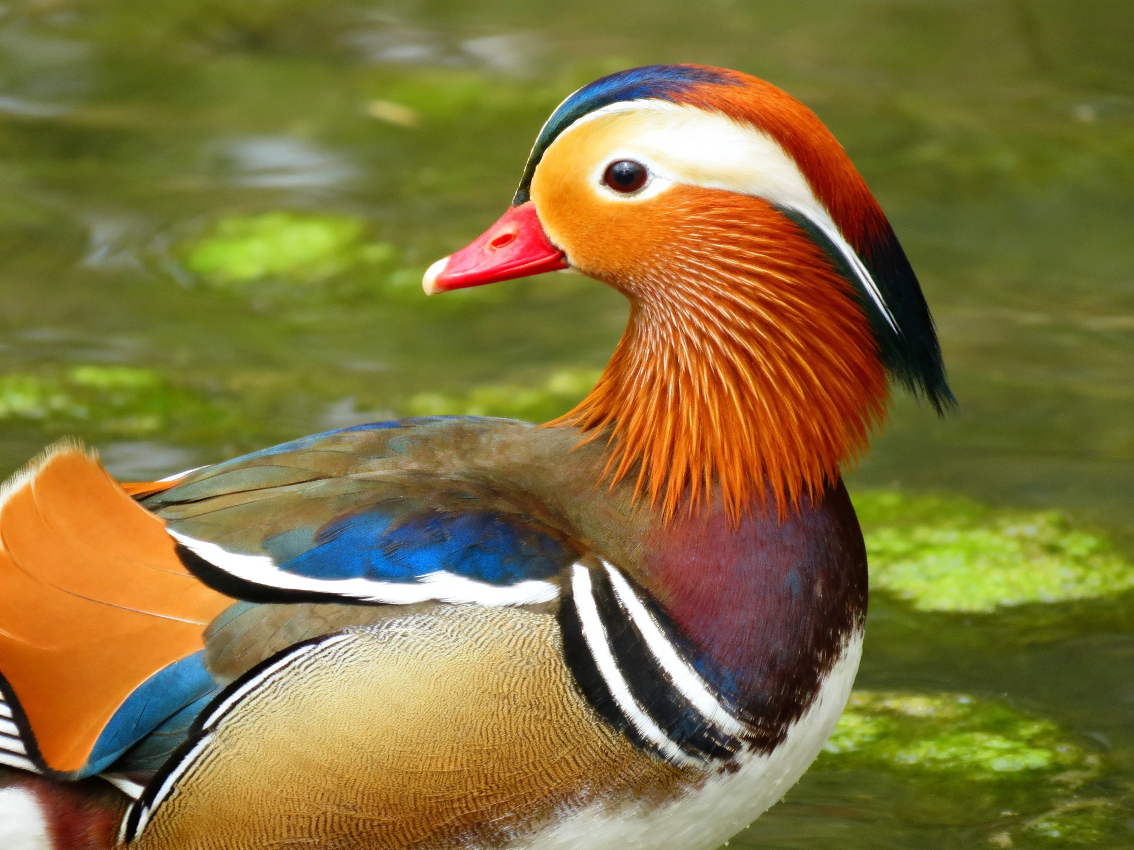 A vibrantly colored mandarin duck near green water