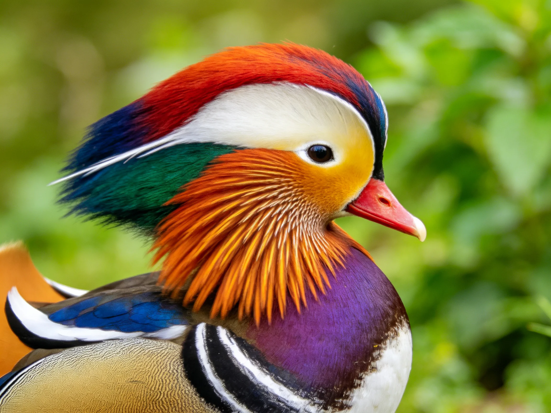 A vibrantly colored mandarin duck with multicolored plumage