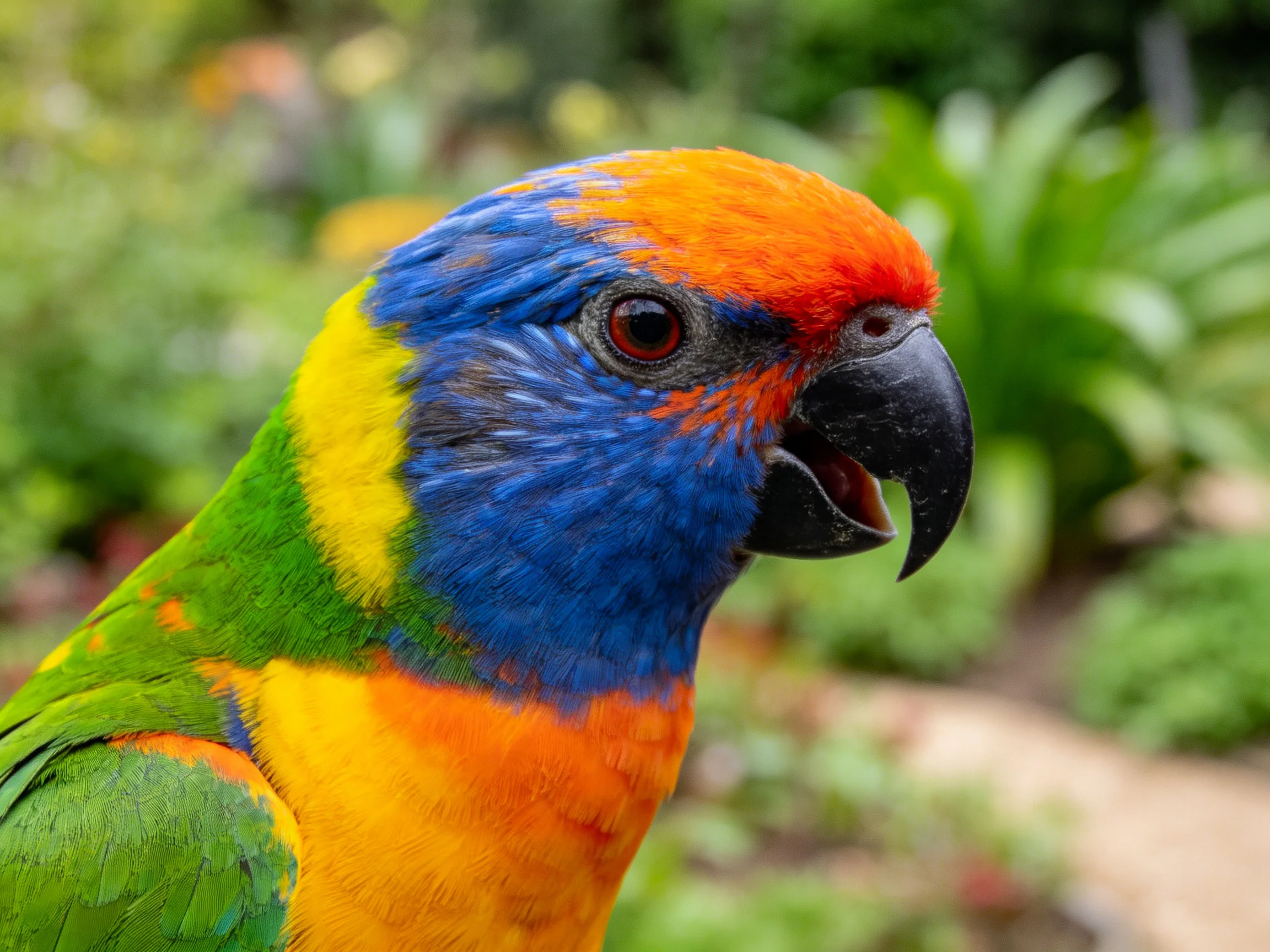 A vibrantly colored parrot with orange, blue, green, and yellow feathers