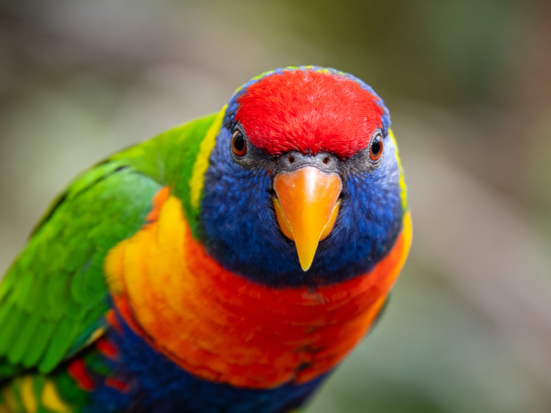 A vibrantly colored parrot with red, blue, green, and orange plumage