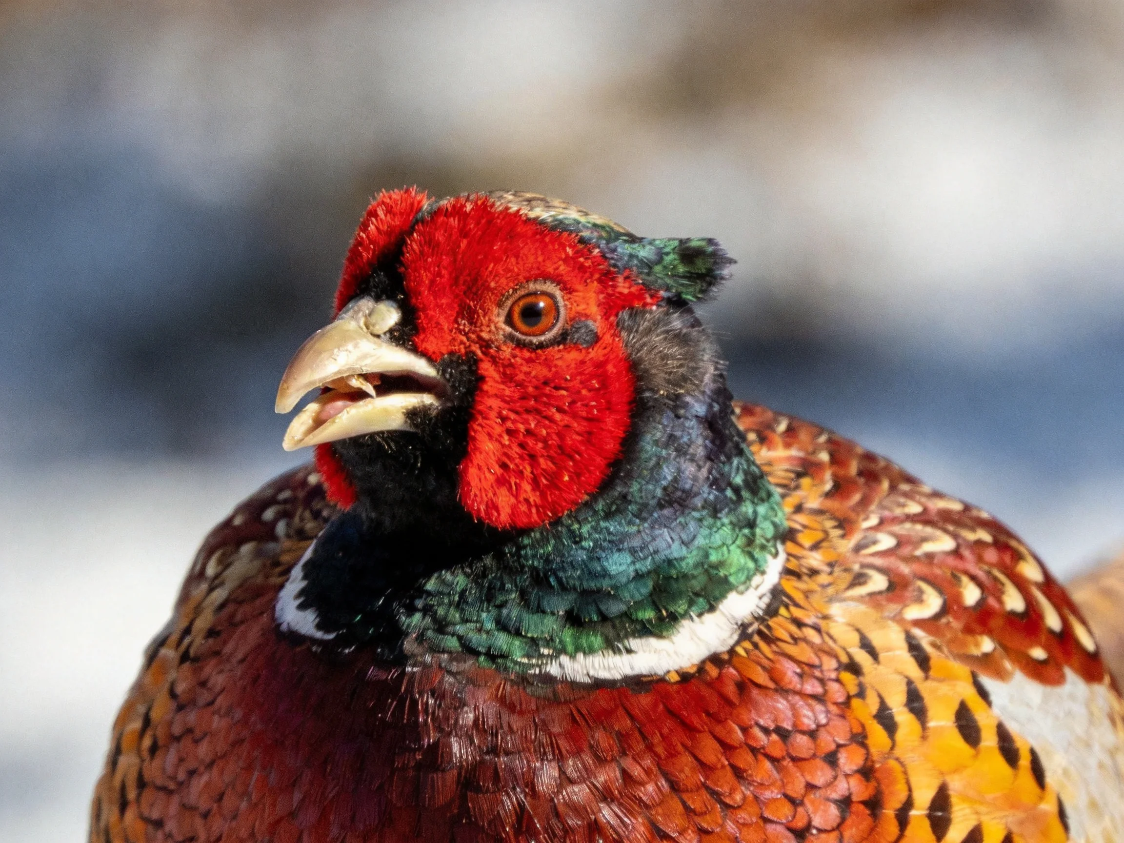 A vibrantly colored pheasant with red, green, and brown plumage