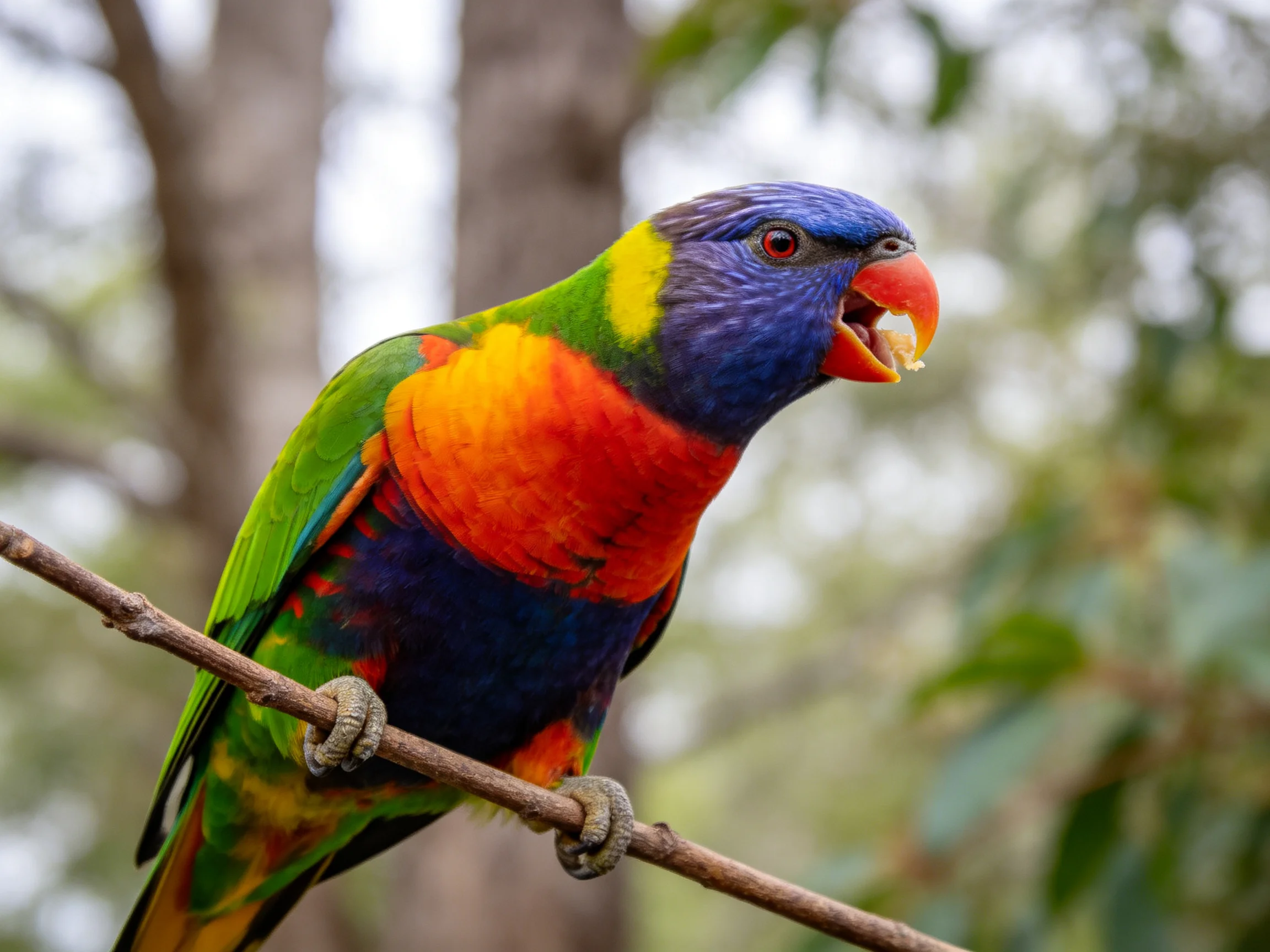 A vibrantly colored rainbow lorikeet perches on a thin branch