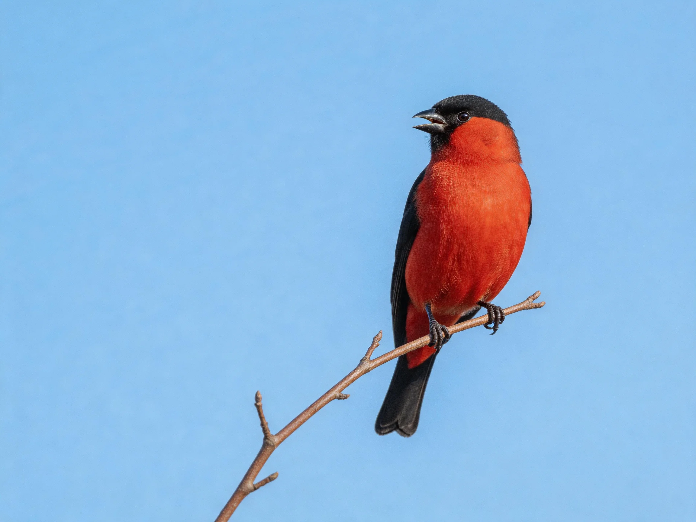 A vibrantly colored red and black bird perches on a thin branch