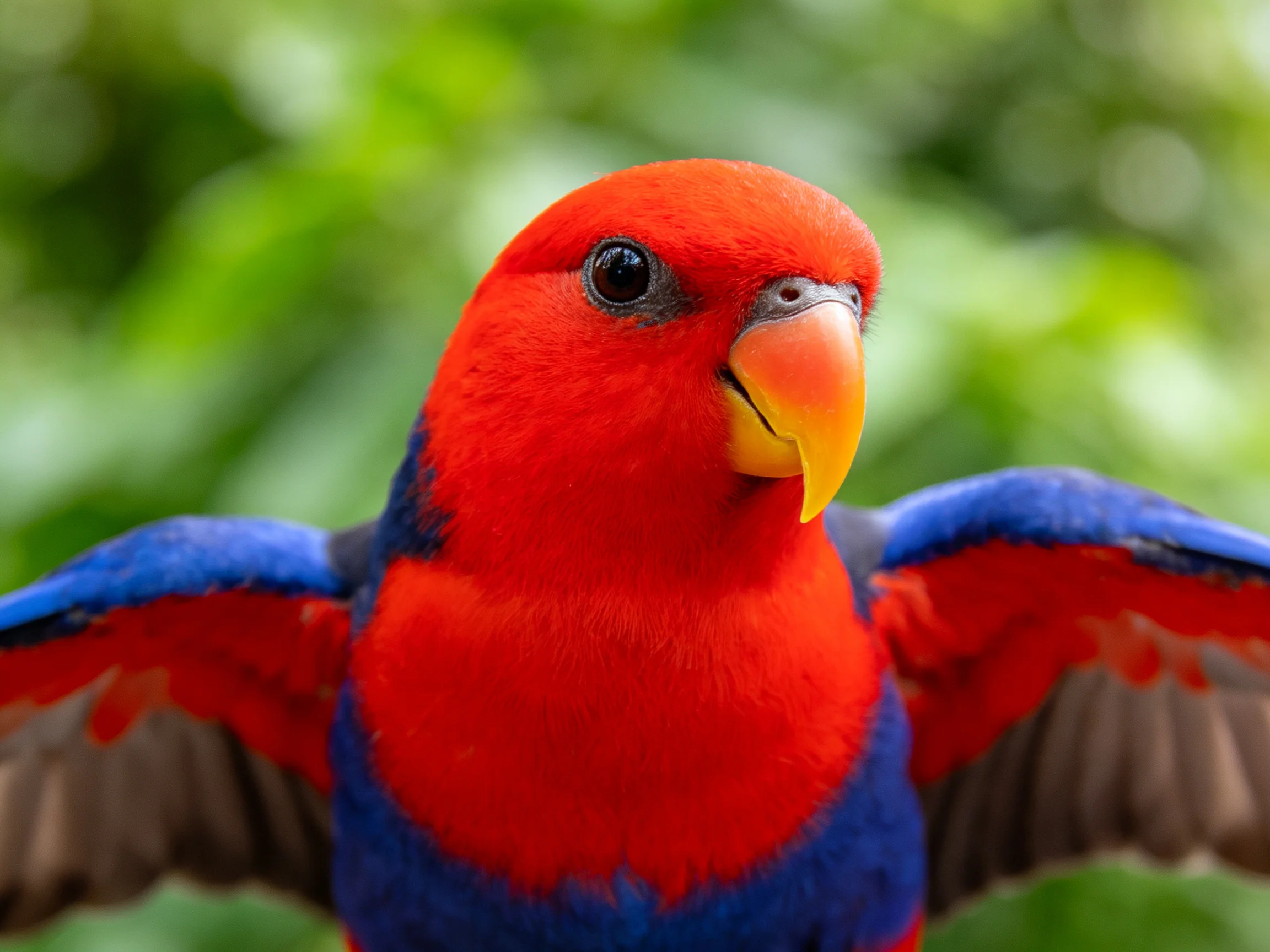 A vibrantly colored red-blue parrot spreading its wings