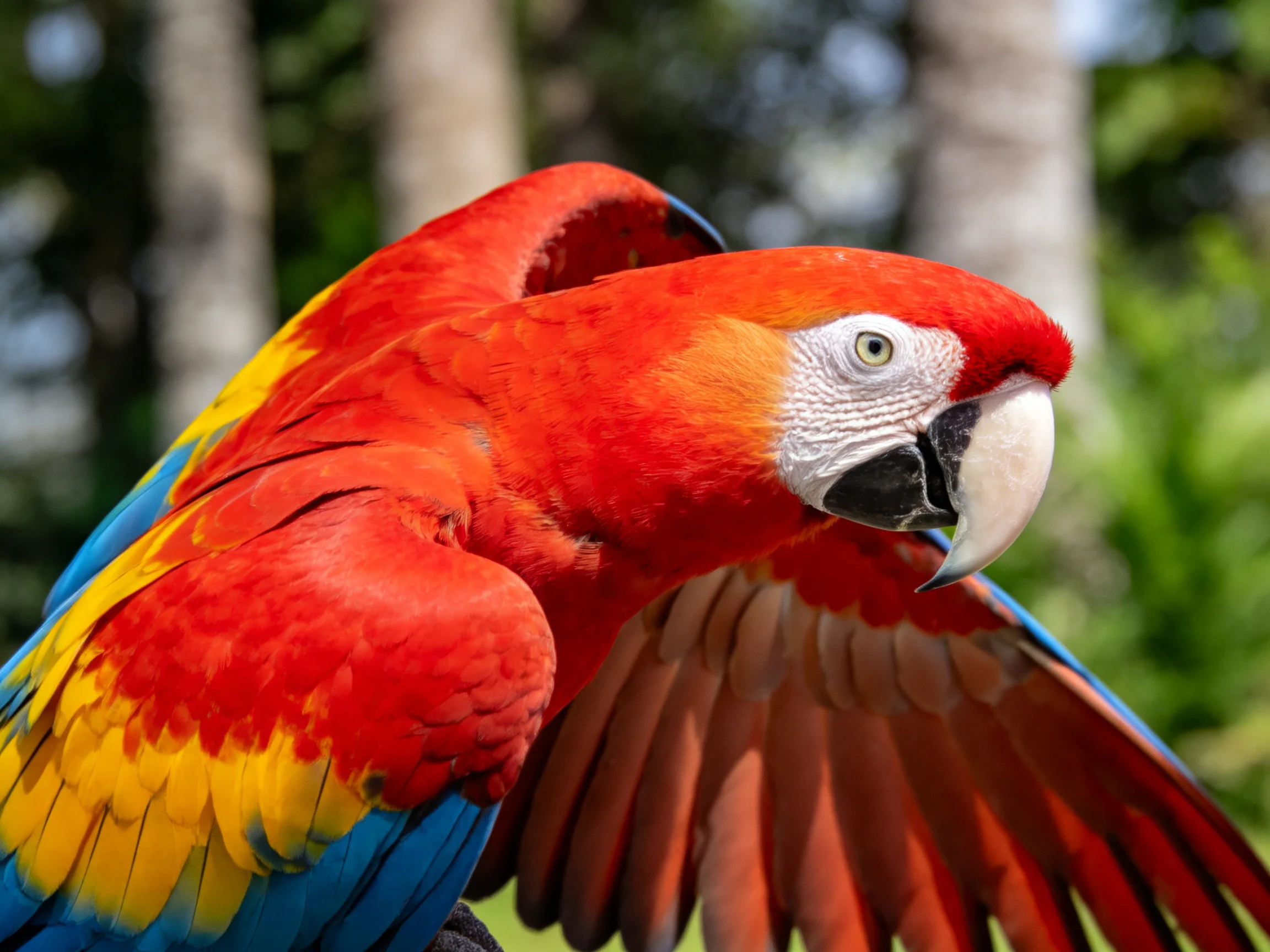 A vibrantly colored scarlet macaw parrot with red, yellow, and blue plumage