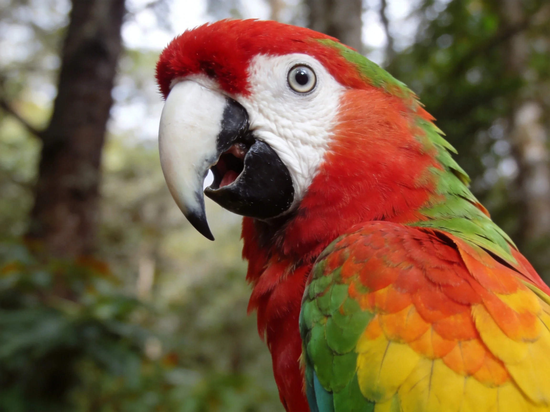 A vibrantly colored scarlet macaw with green and yellow plumage