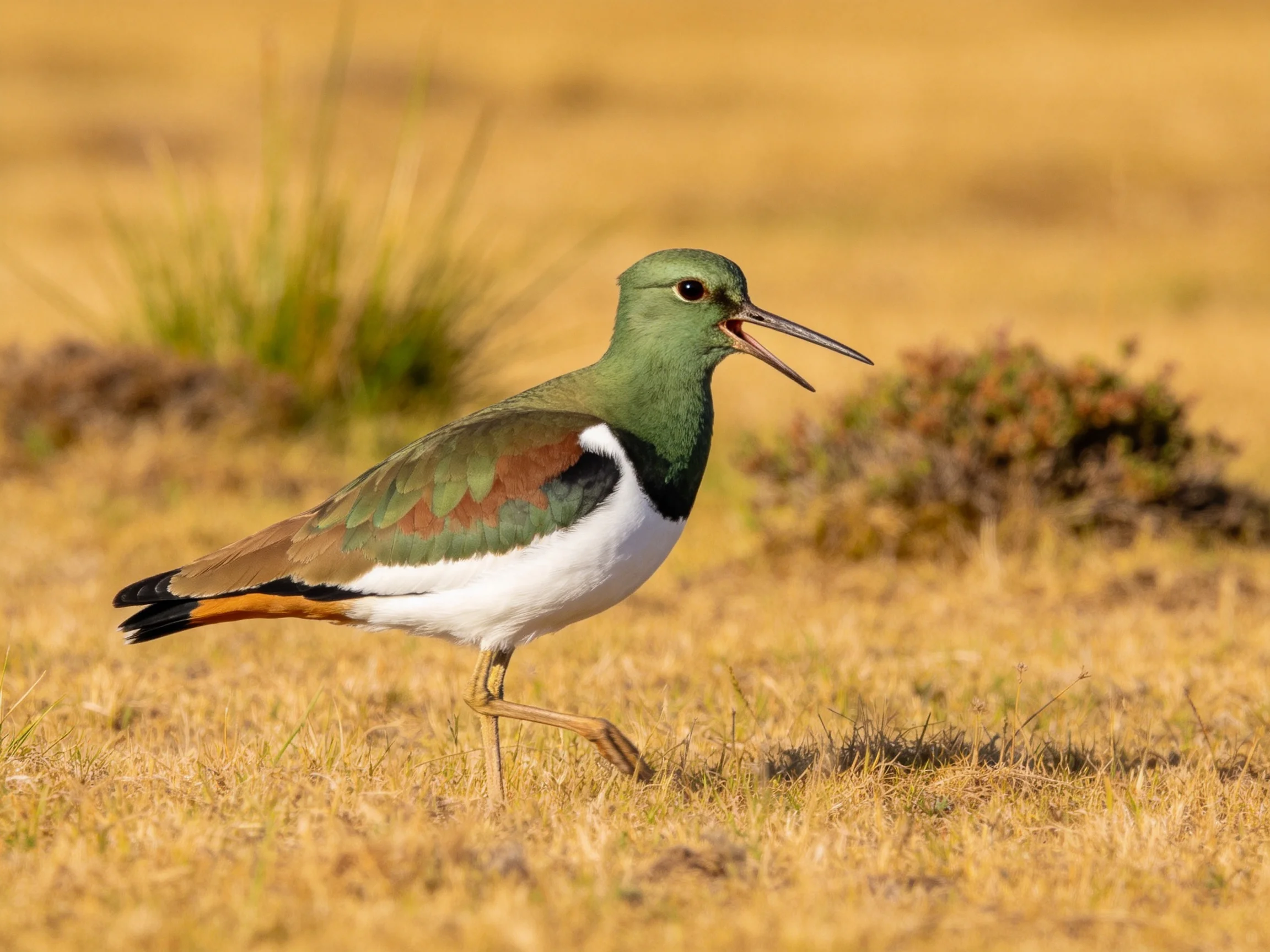 A vibrantly colored shorebird with green head and white chest