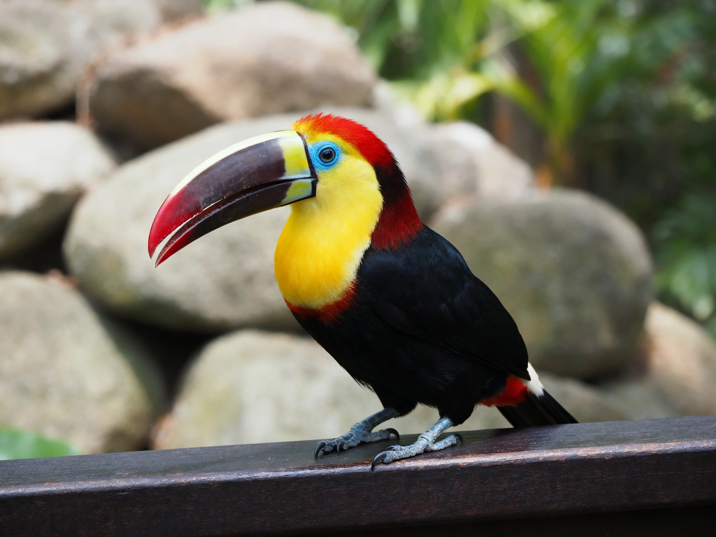 A vibrantly colored toucan perched near large stones