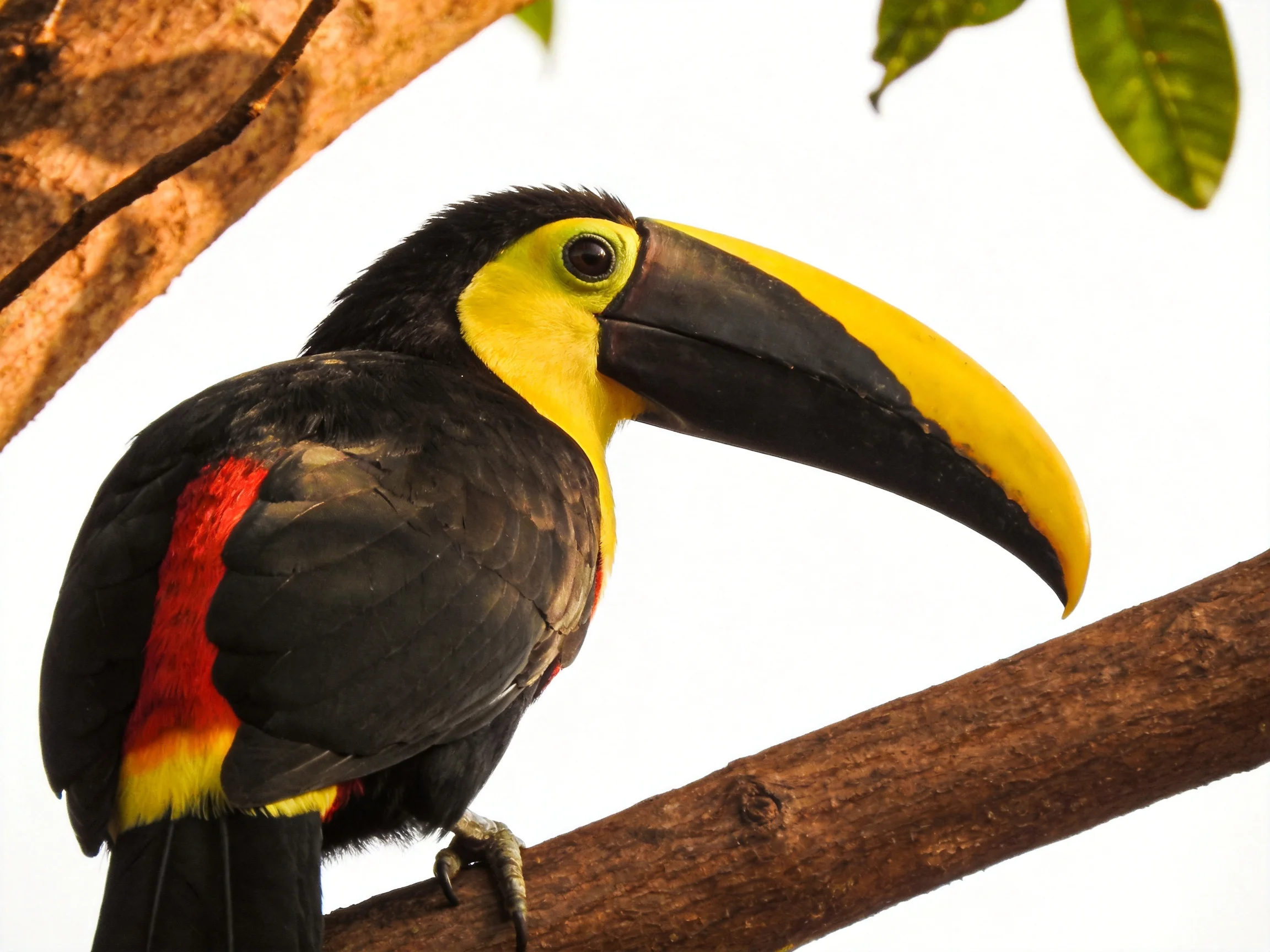 A vibrantly colored toucan with large beak perched on a tree branch