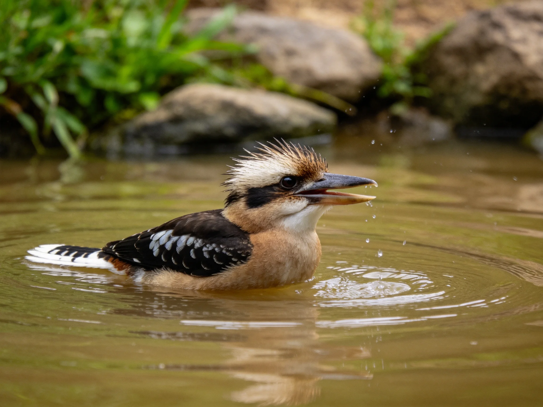 A vibrantly patterned bird bathing in shallow brown water near rocky shore