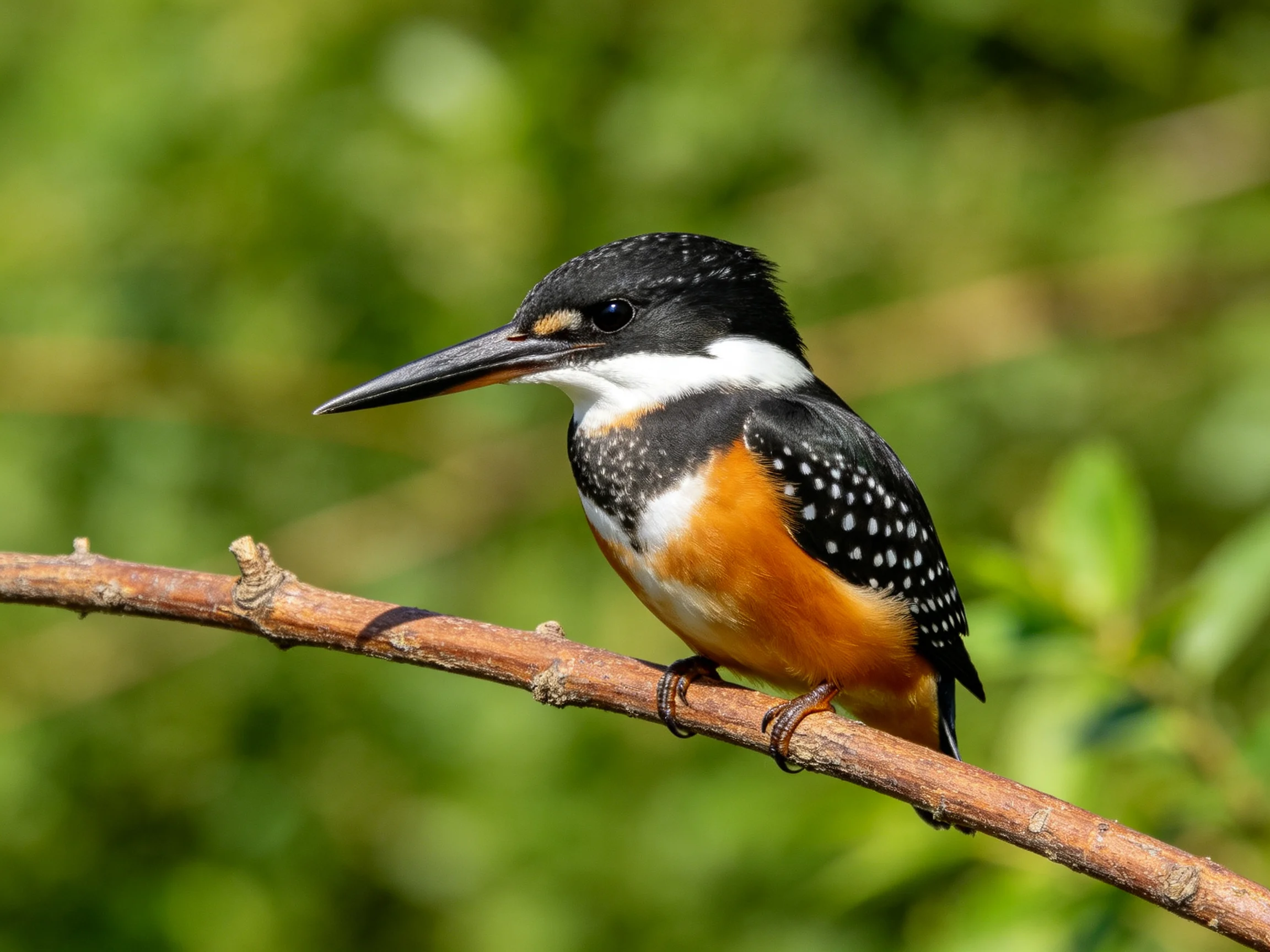 A vibrantly patterned kingfisher perches on a brown branch
