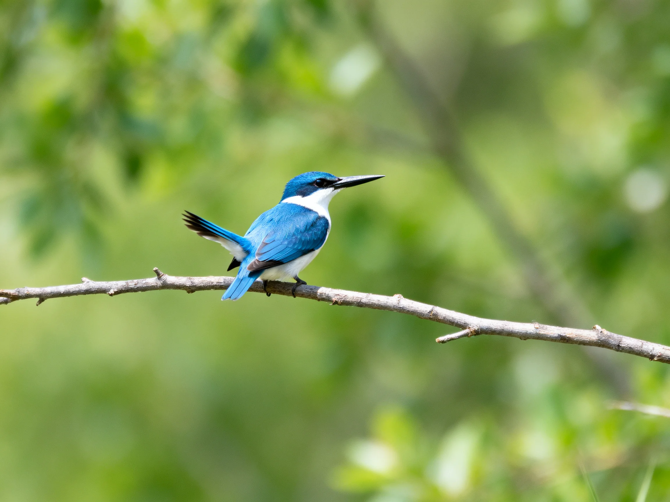 A vivid blue and white kingfisher perches on a thin branch