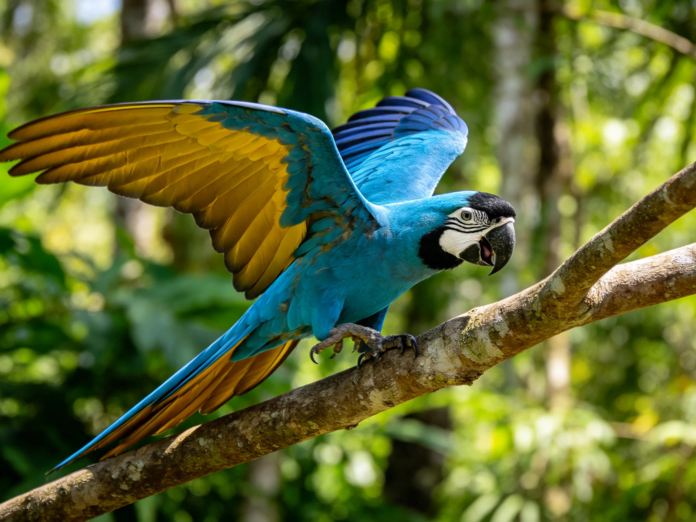 A vivid blue macaw with golden wings perches on a tree branch