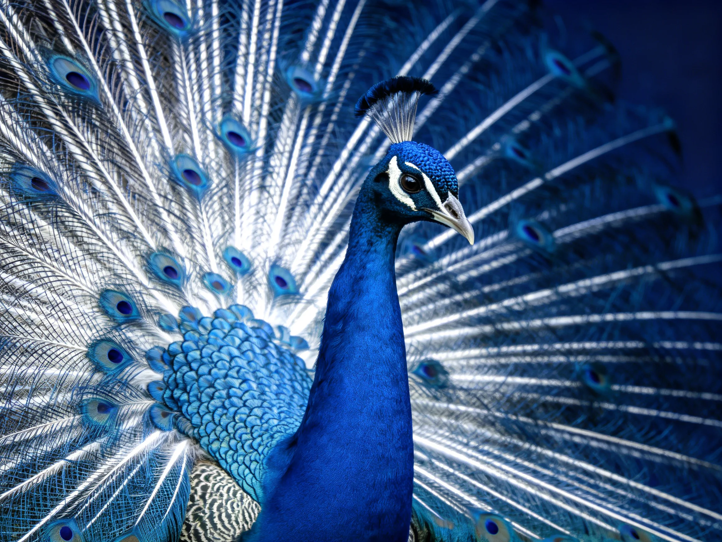 A vividly colored peacock displaying elaborate blue tail feathers