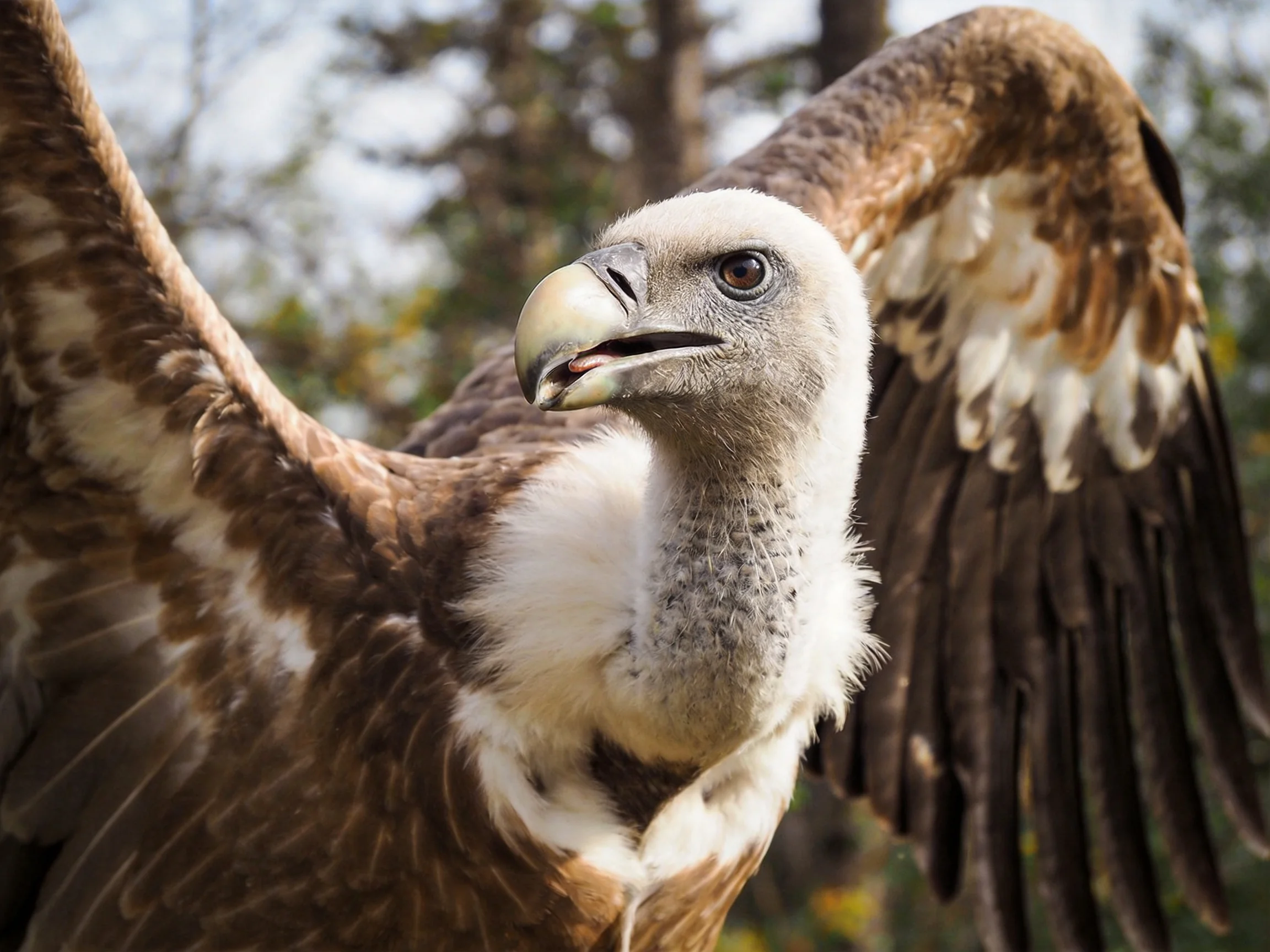 A vulture with outstretched wings showcases brown and white plumage