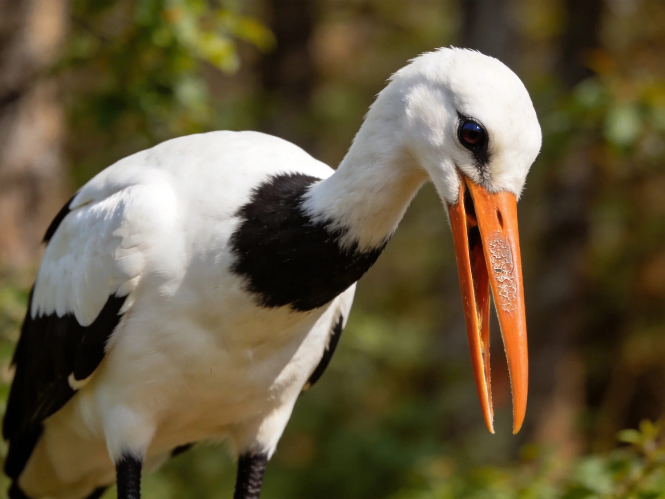 A white and black bird with an orange beak in nature