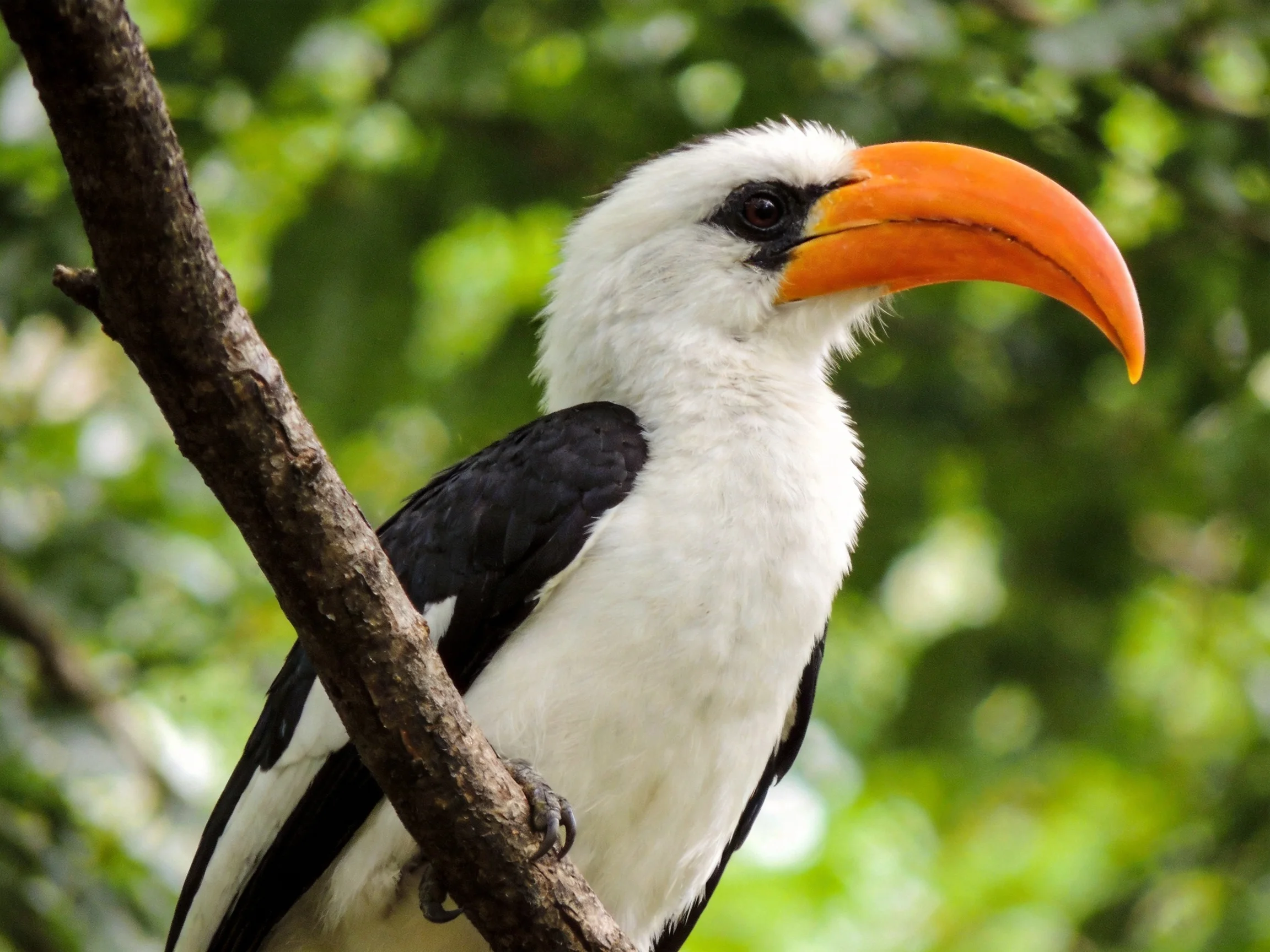 A white and black hornbill with a large orange beak perched on a tree branch