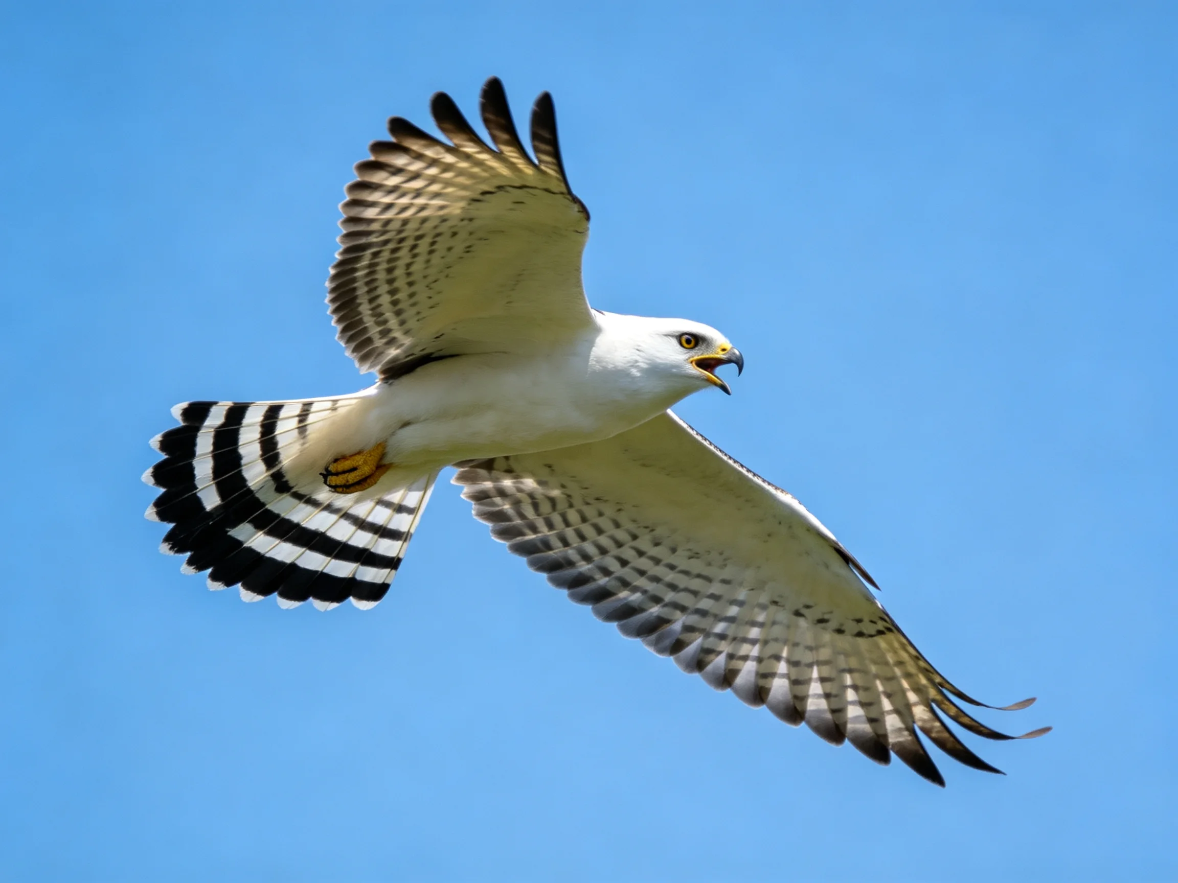 A white and black raptor soaring through clear blue sky