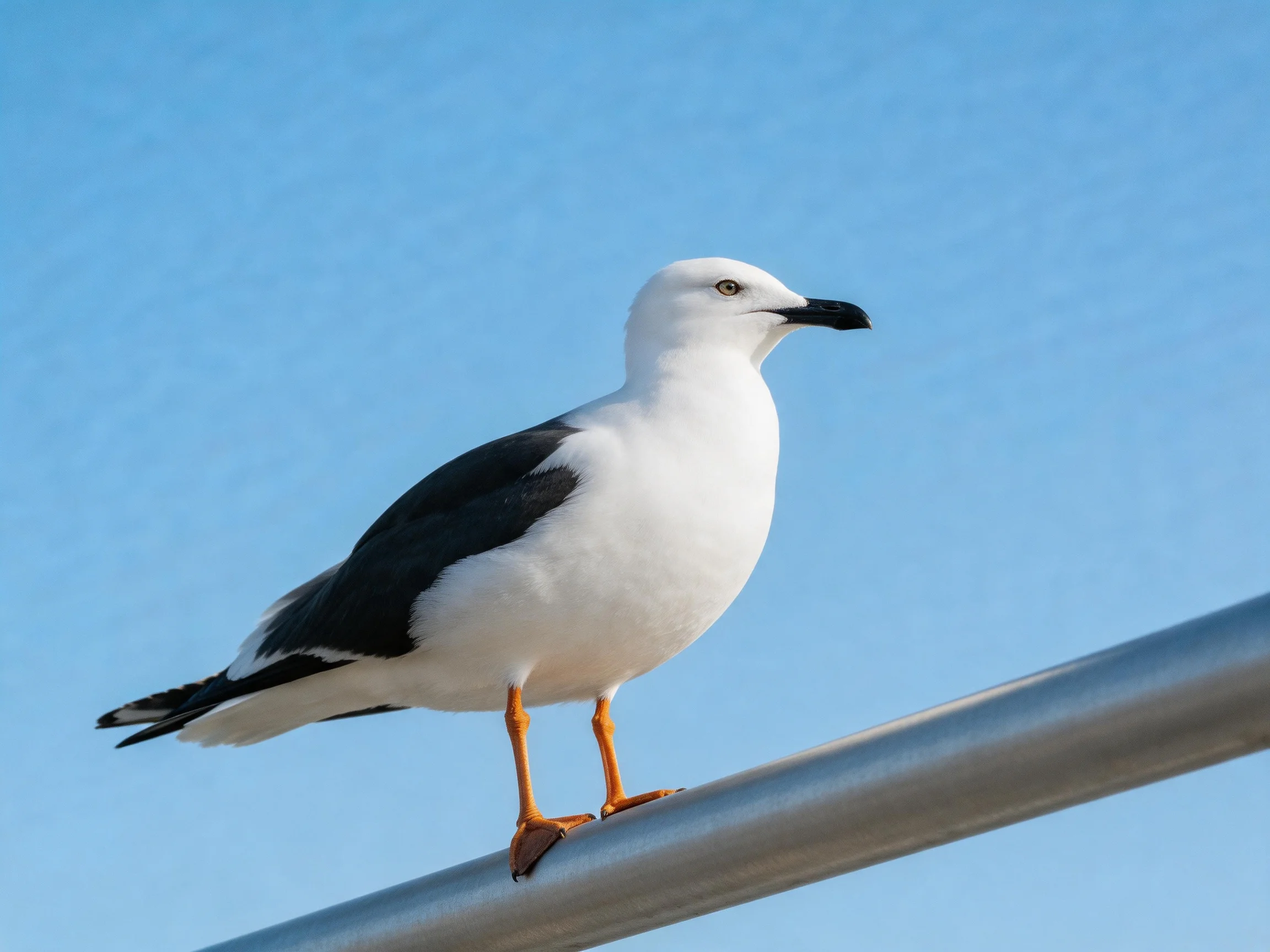 A white and black seagull perched on a metallic pole under clear blue sky