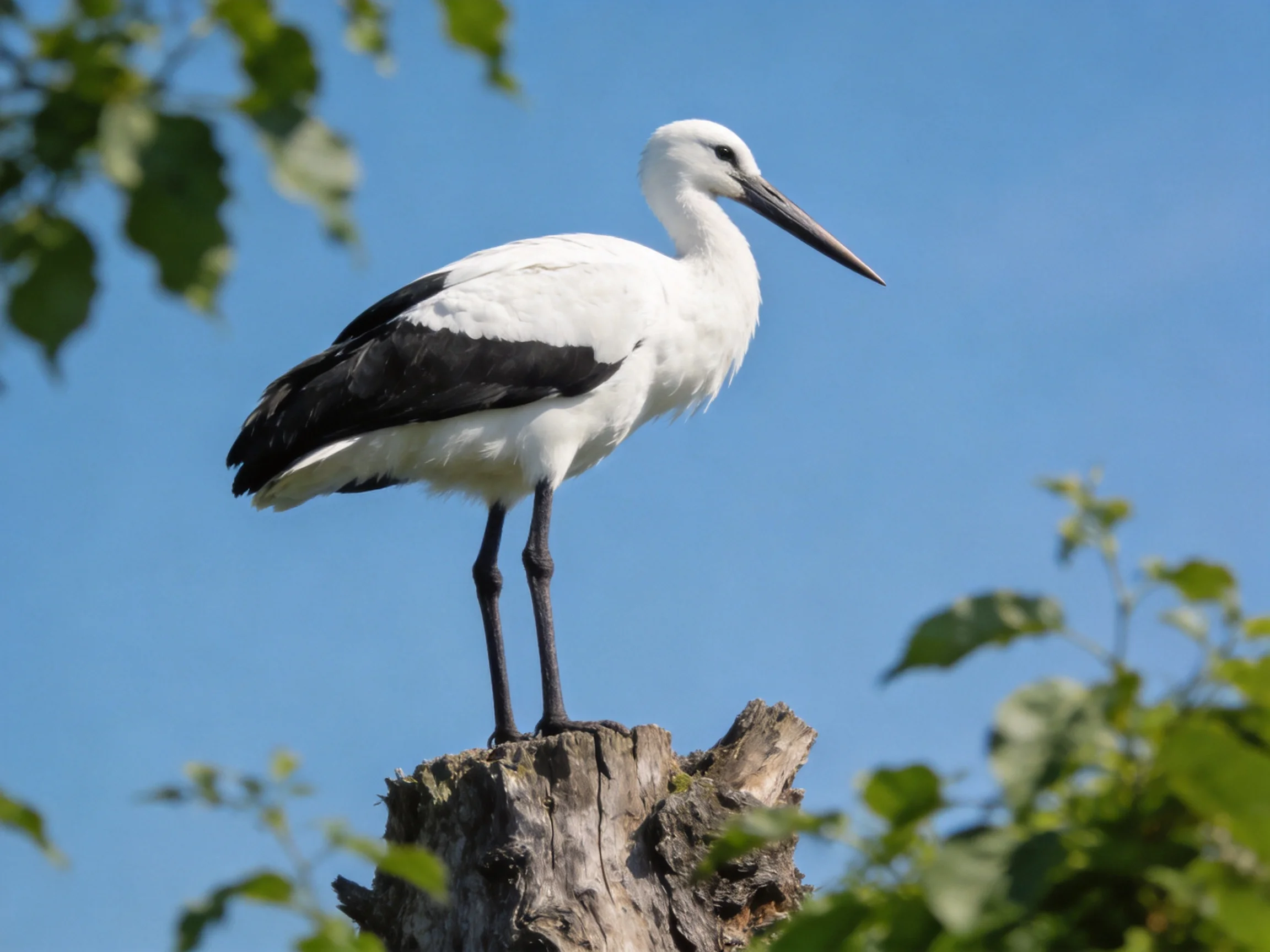 A white and black stork perched on a weathered tree stump