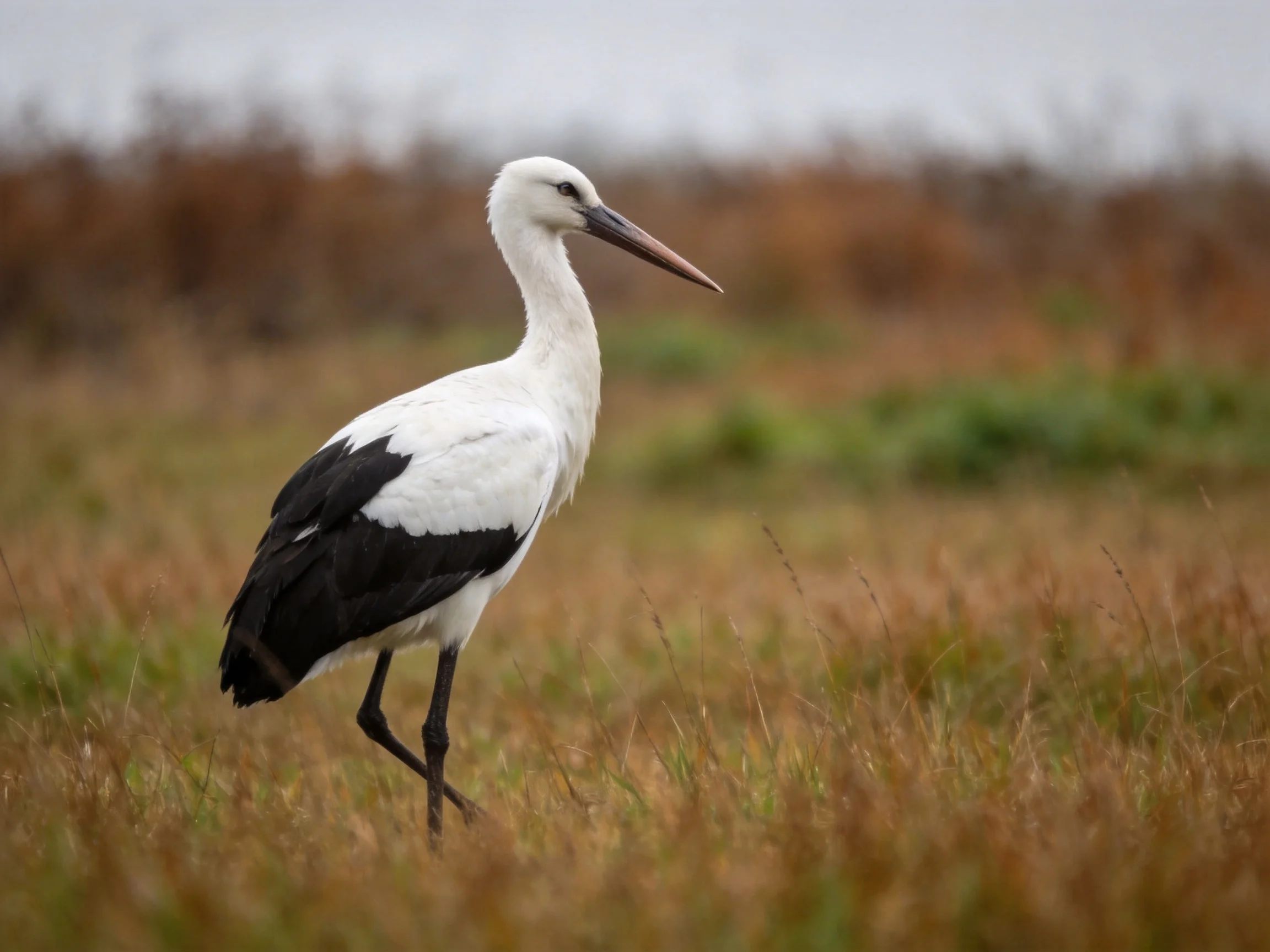 A white and black stork standing in tall, golden-brown grass