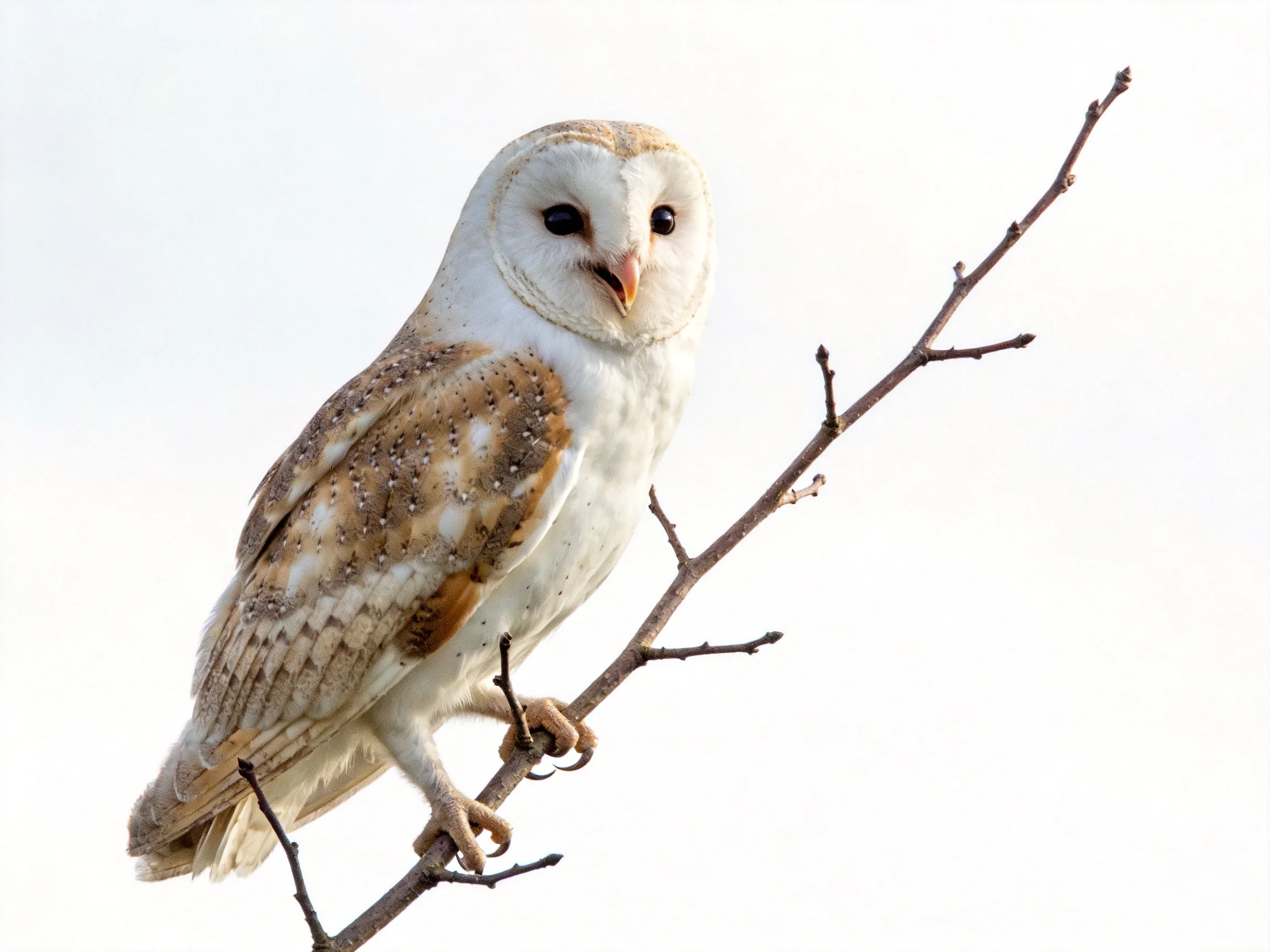 A white and brown barn owl perched on a bare tree branch