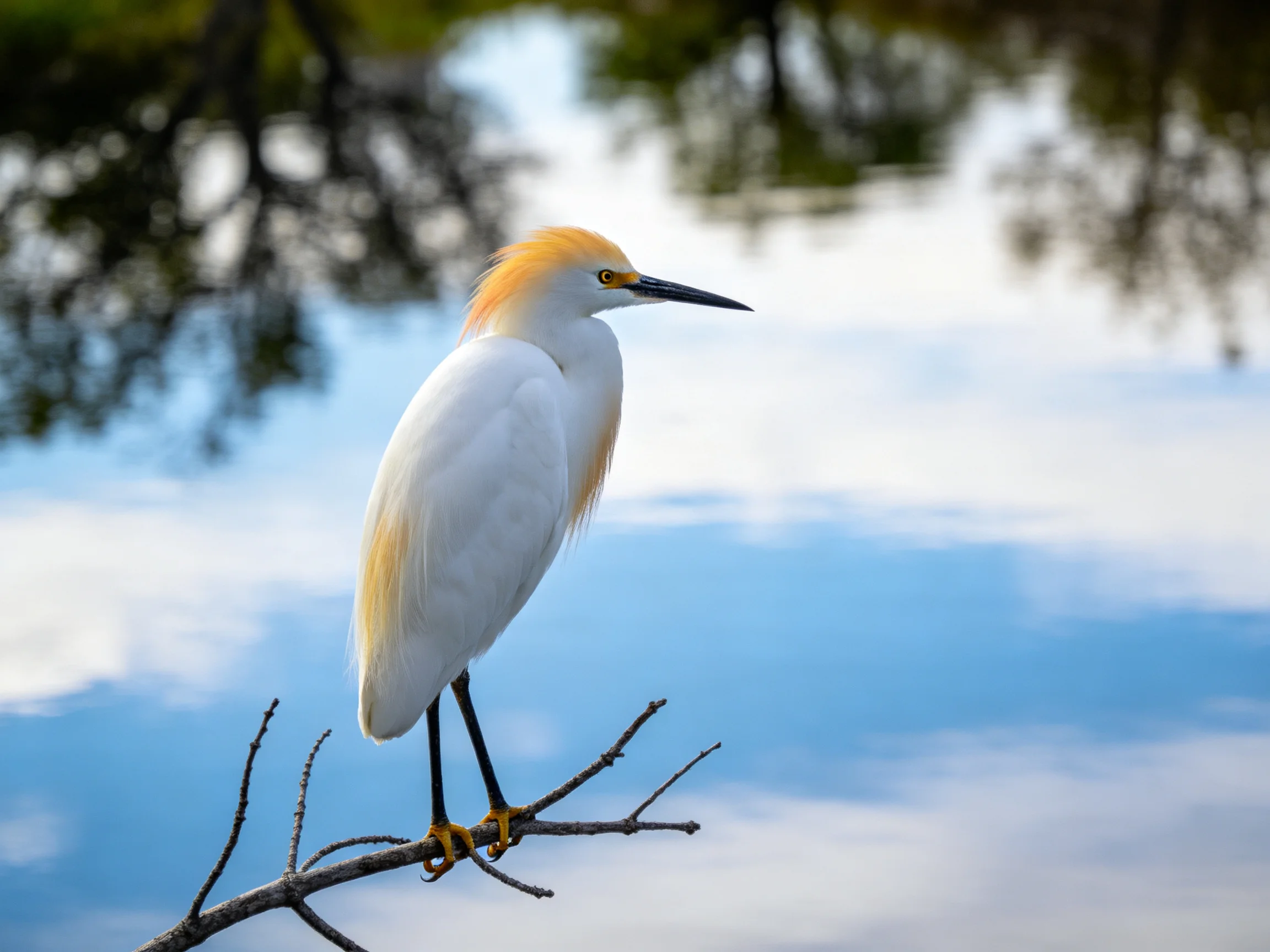 A white and golden egret perched on a bare tree branch by calm water